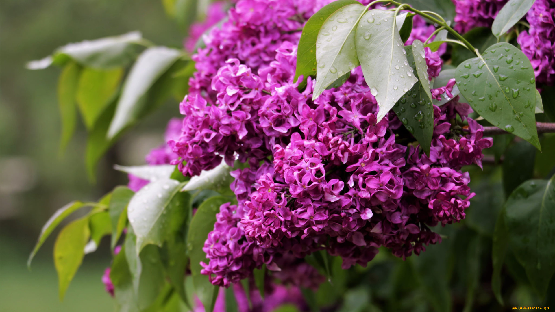 цветы, сирень, цветки, лепестки, цветение