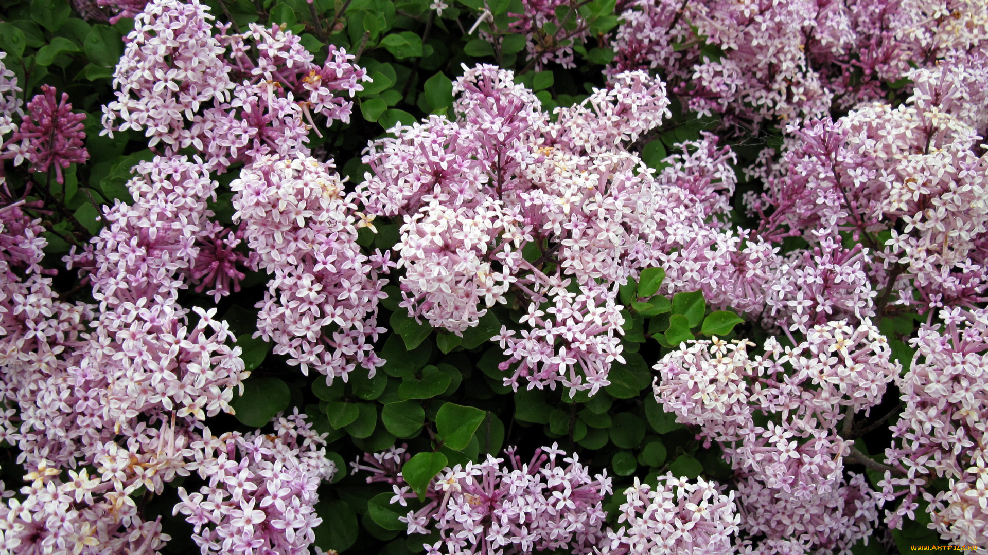 цветы, сирень, гроздья