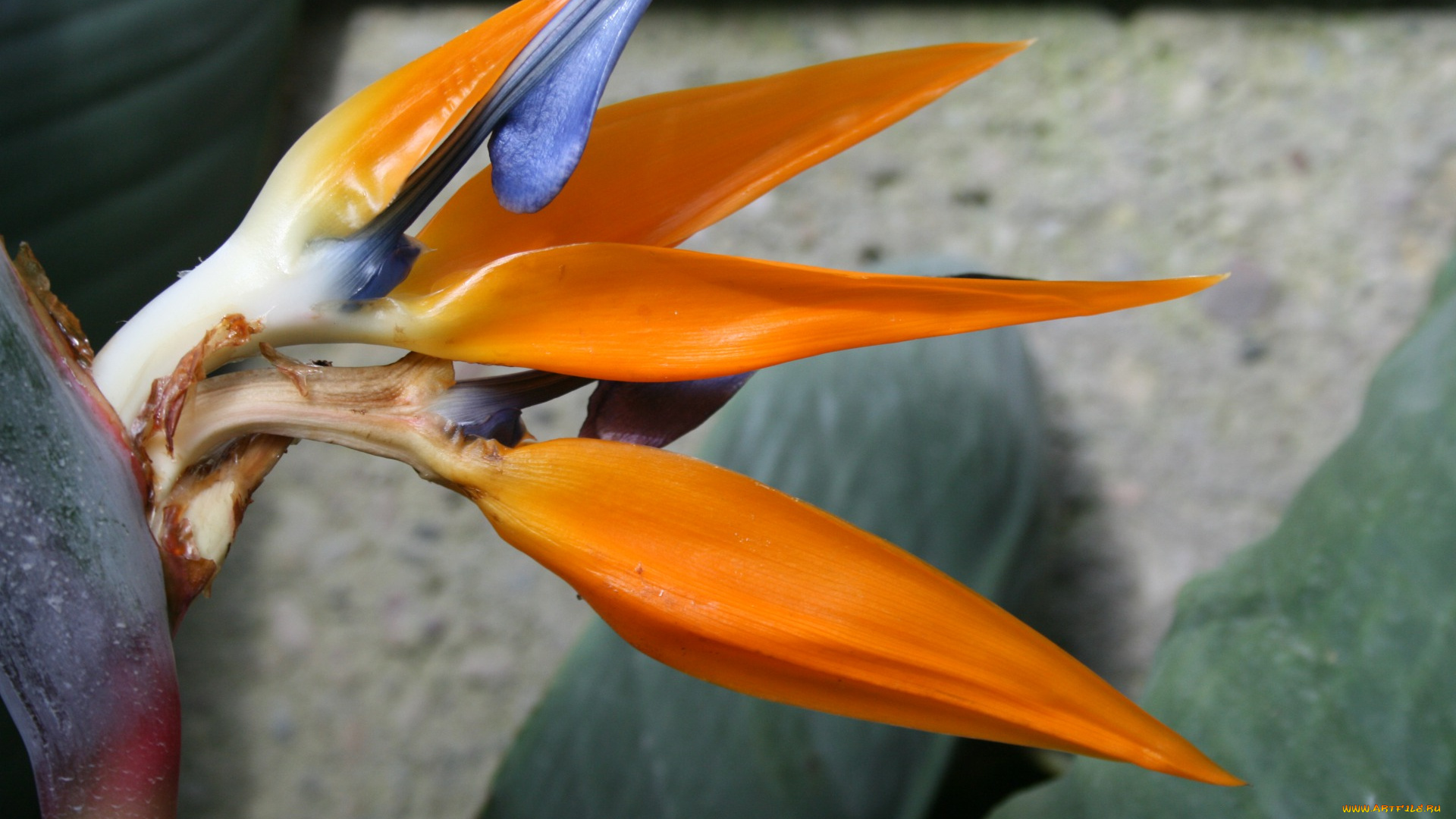 цветы, стрелиция, , райская, птица, экзотика