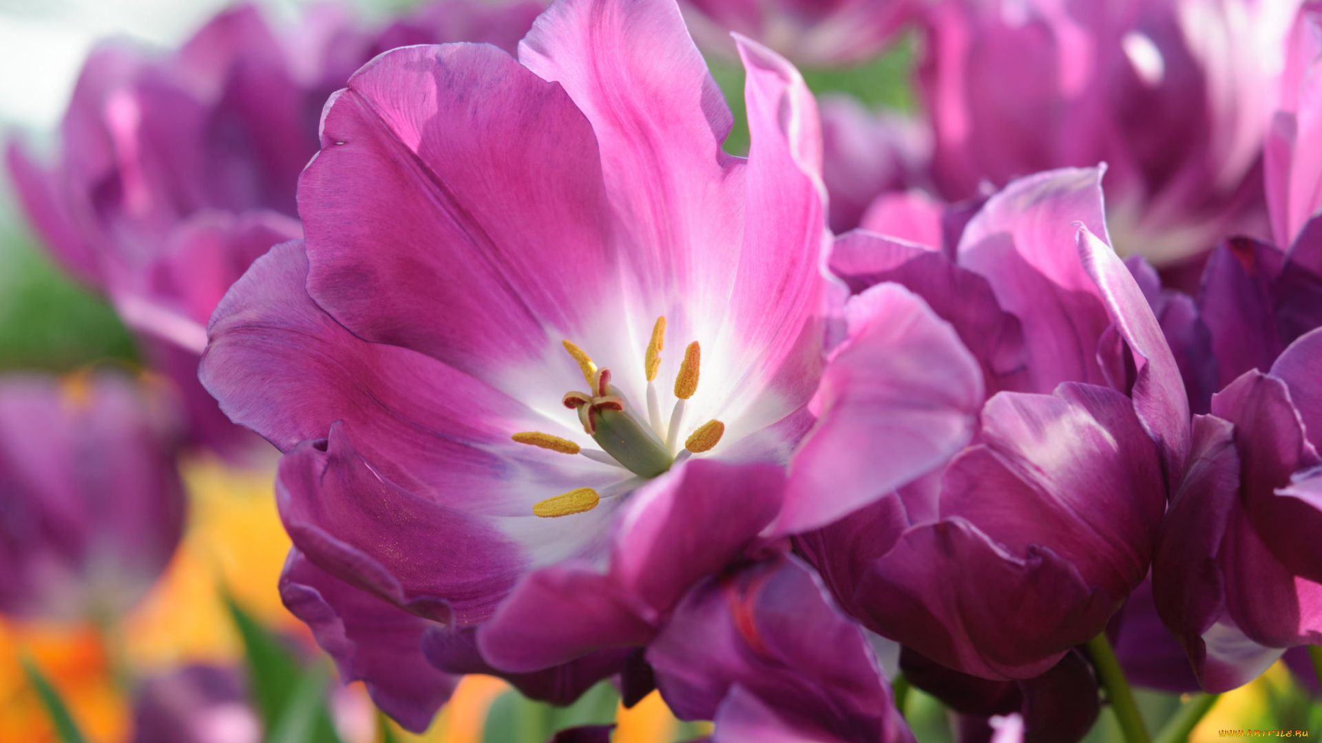 цветы, тюльпаны, цветение, лепестки, бутоны, капли