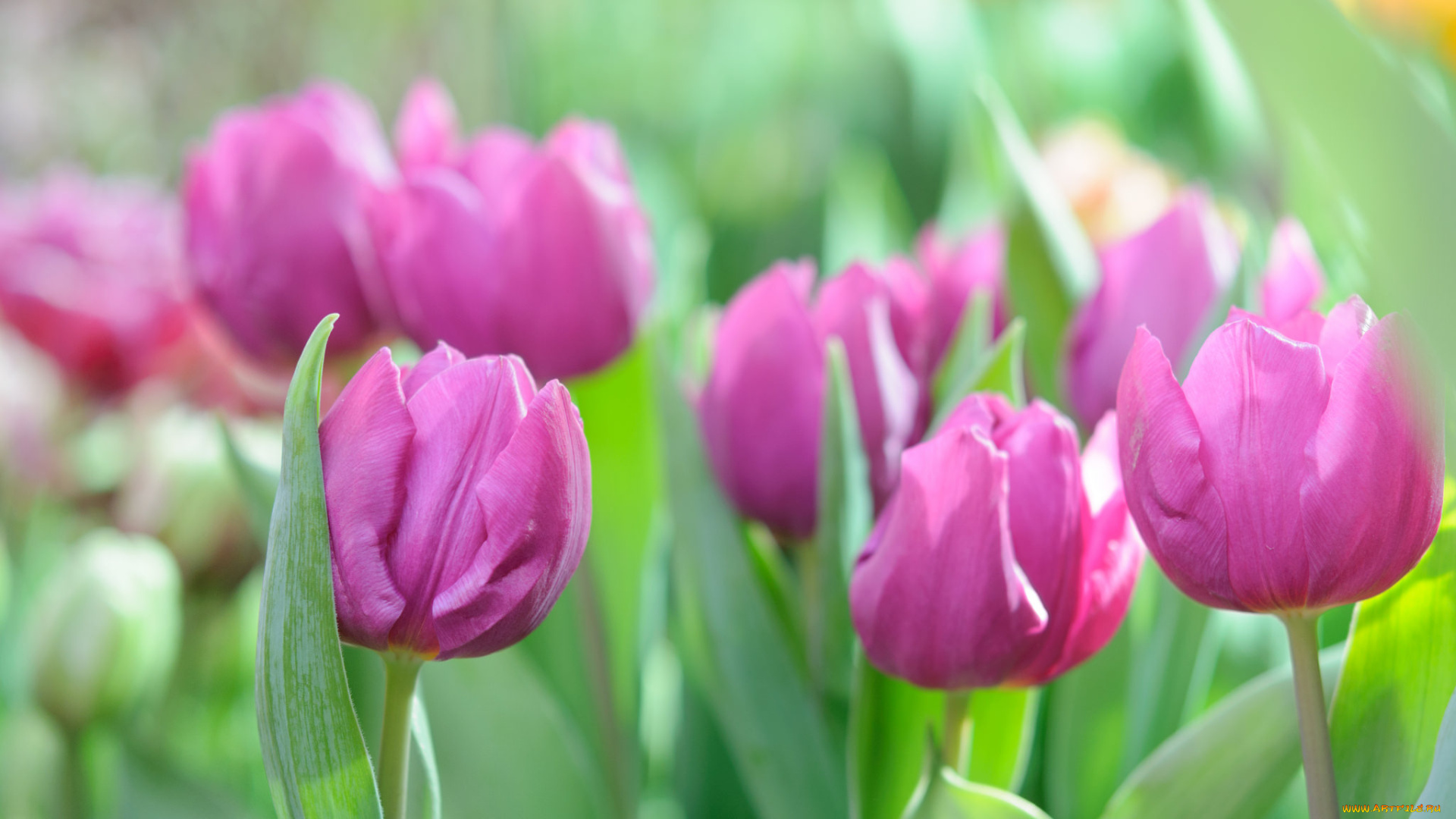 цветы, тюльпаны, цветение, разноцветные, много, лепестки