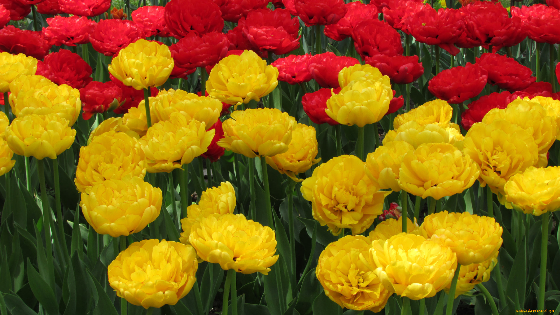 цветы, тюльпаны, лепестки, цветение, разноцветные, много