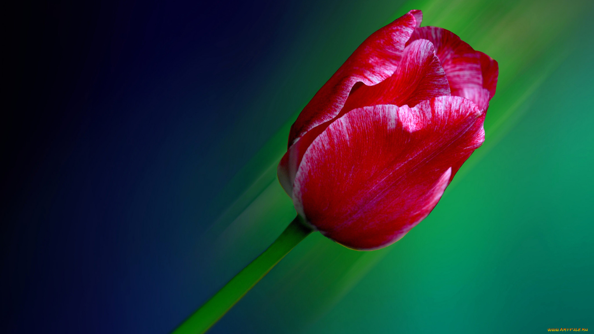 цветы, тюльпаны, лепестки, тюльпан, фон, линии