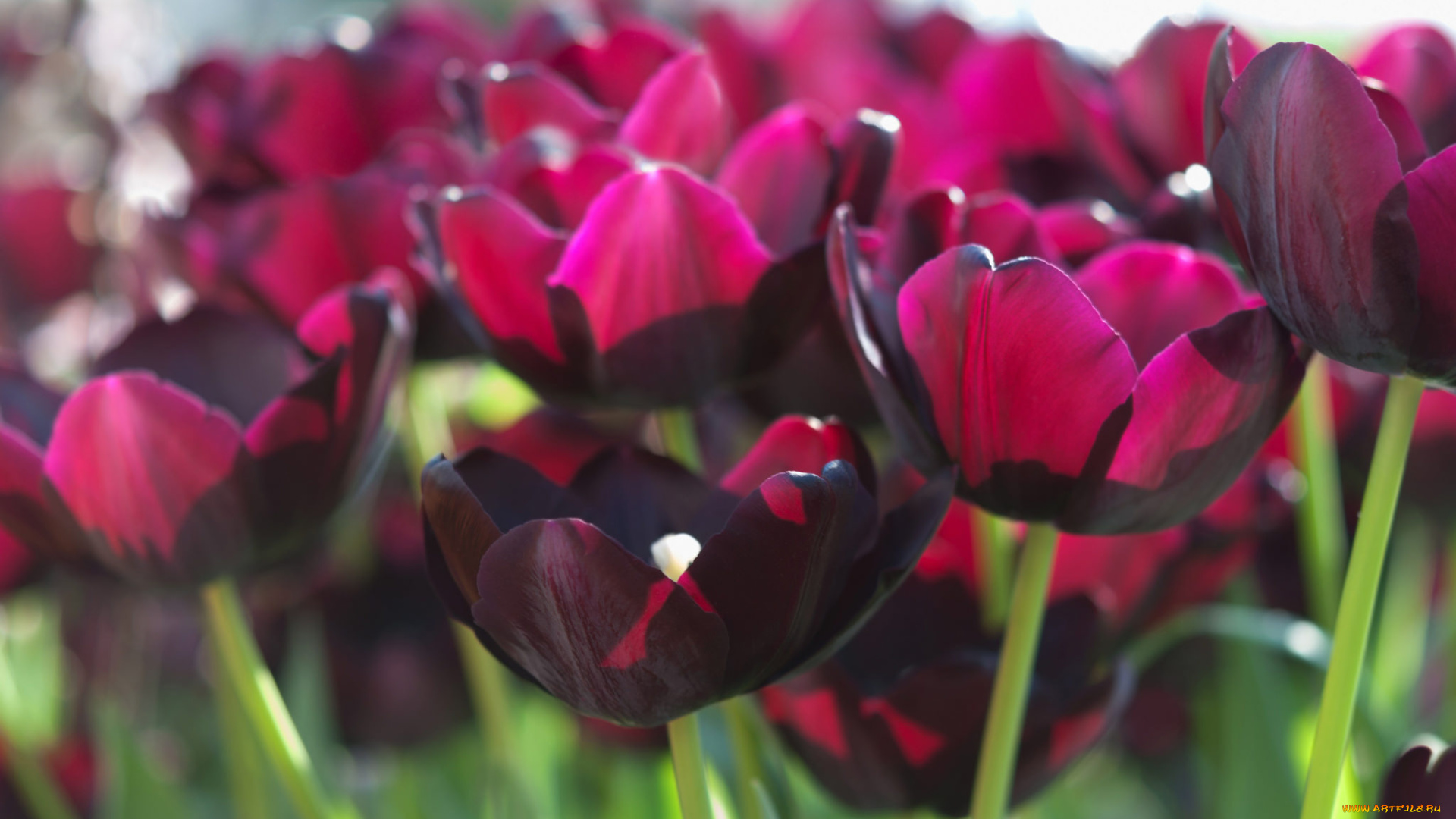 цветы, тюльпаны, много, лепестки, цветение, разноцветные