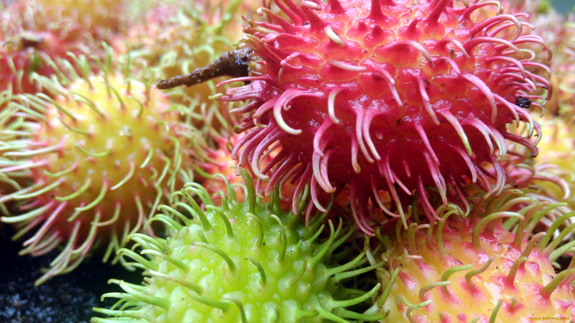 еда, рамбутан, мохнатый, фрукт, экзотика