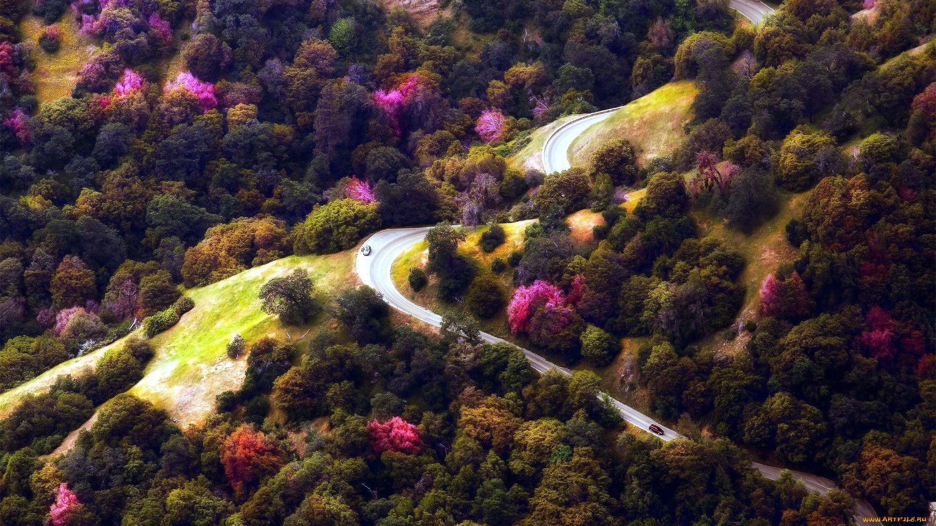 природа, дороги, панорама, деревья, дорога, серпантин