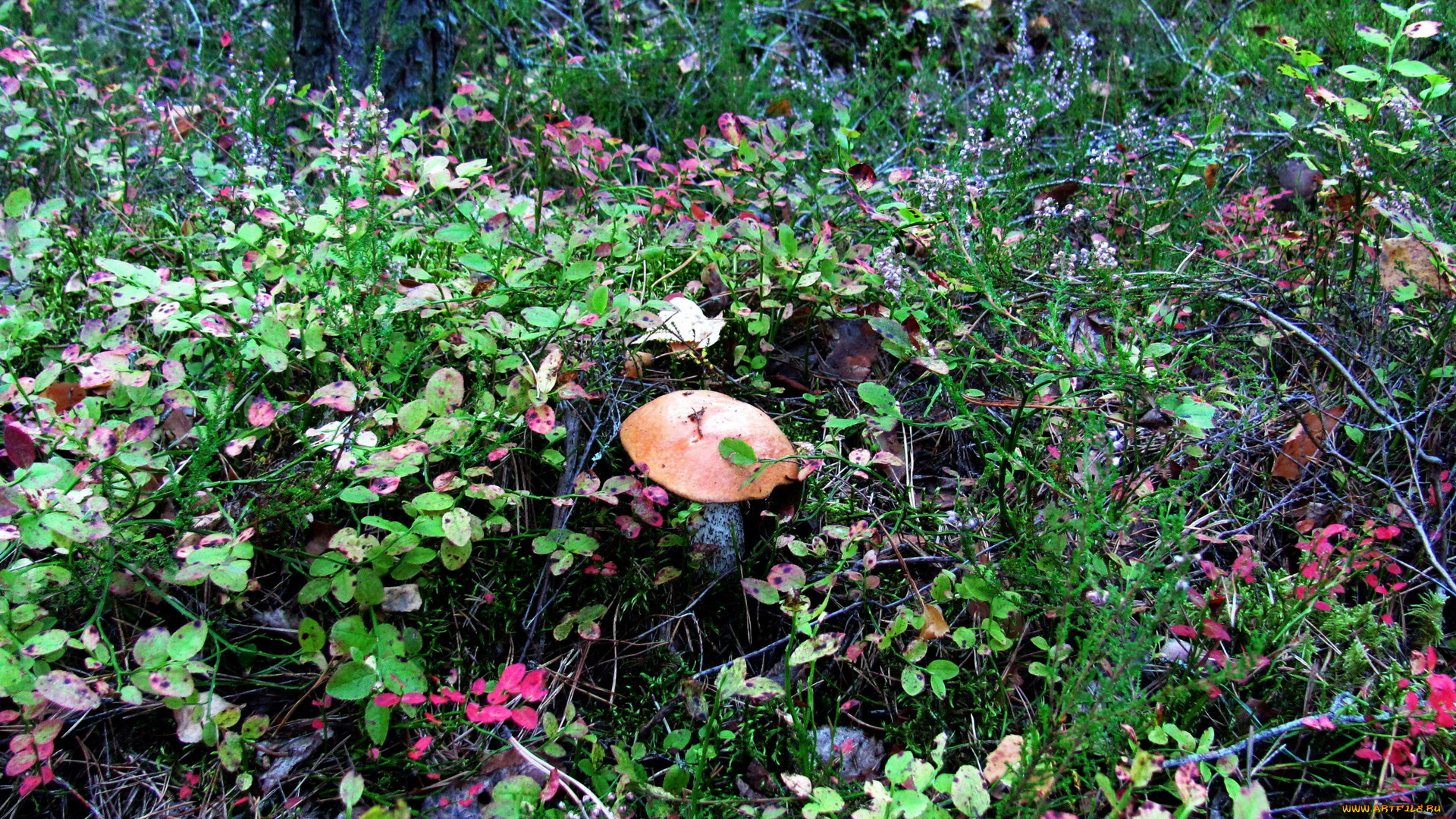 природа, грибы, подосиновик