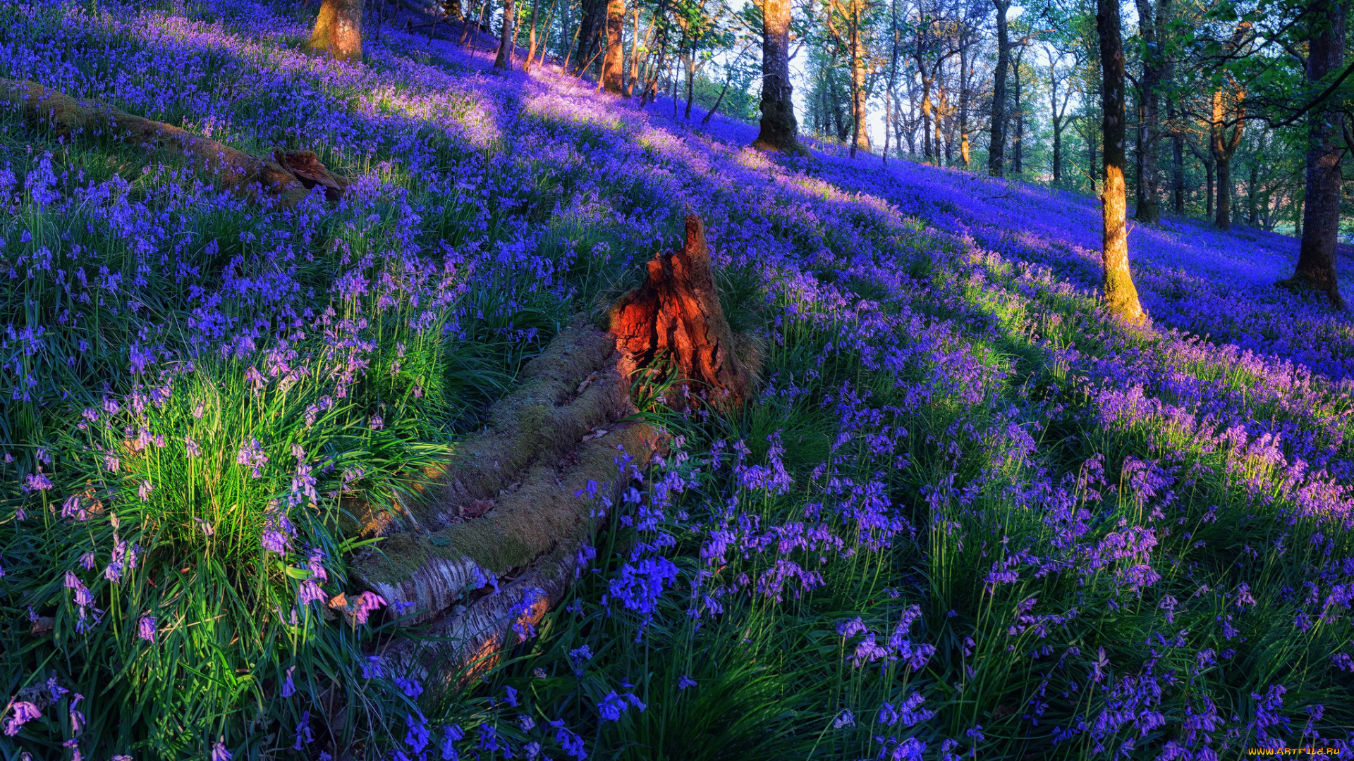 природа, лес, полянка, цветы