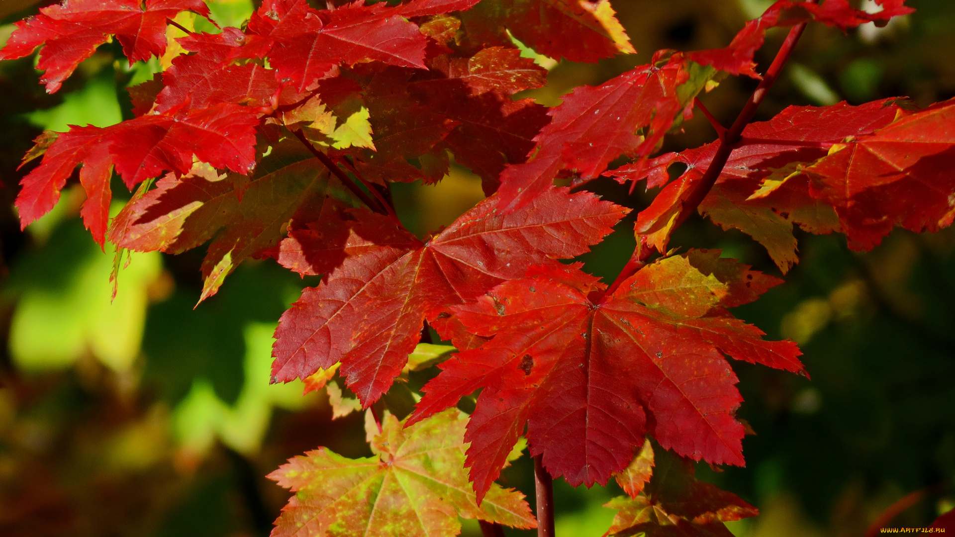 природа, листья, осень