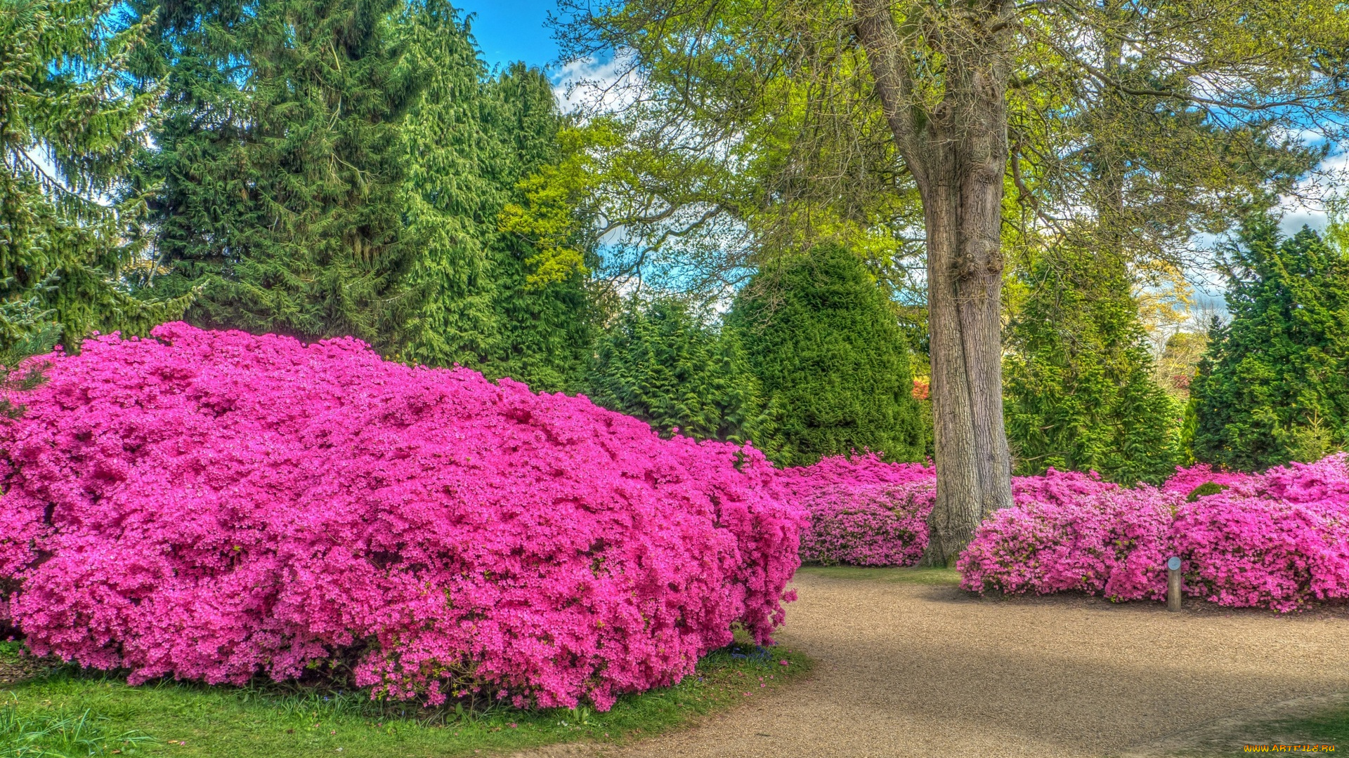 природа, парк, деревья, кусты, растения