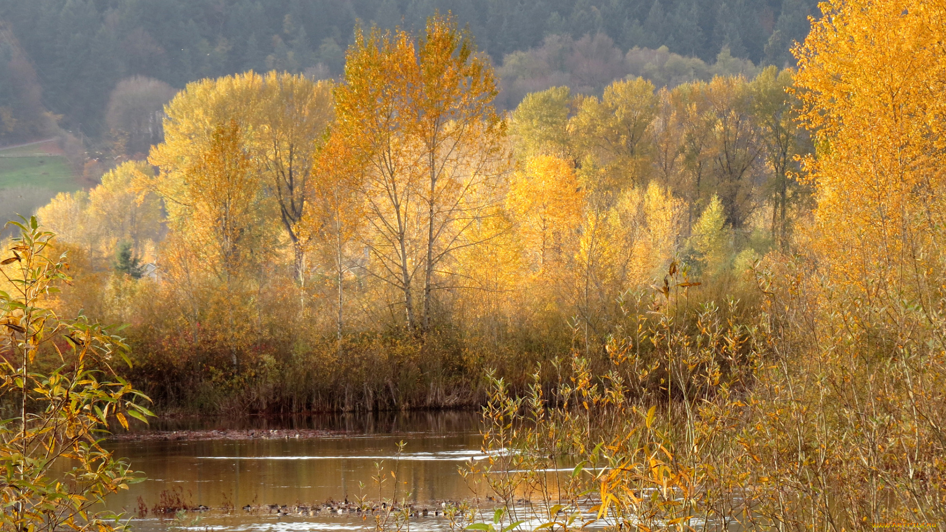 природа, реки, озера, осень