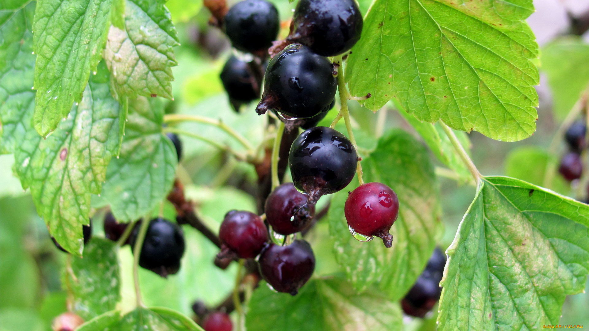 природа, Ягоды, смородина