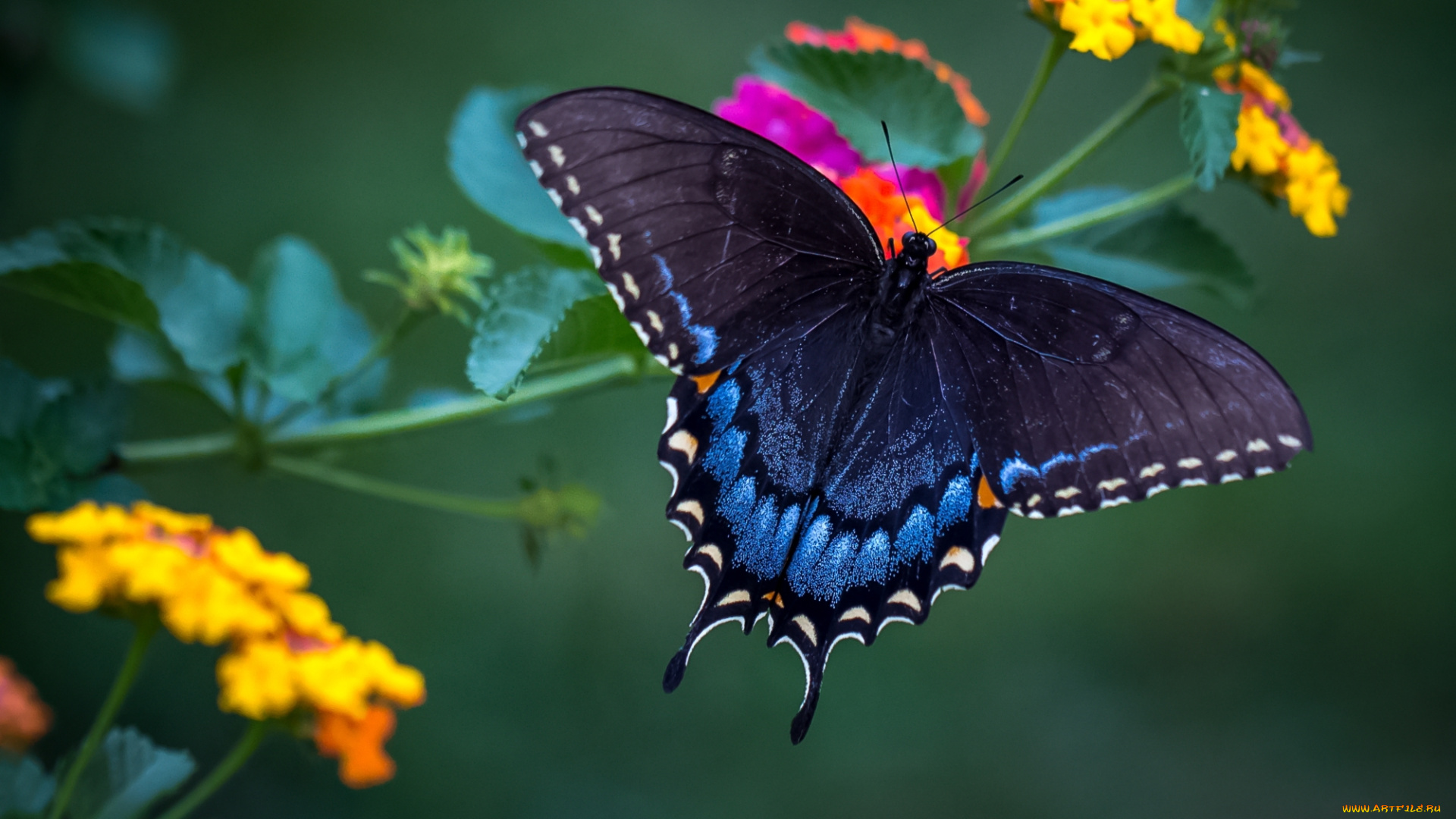 животные, бабочки, , мотыльки, , моли, бабочка, красавица, лантана, крылья