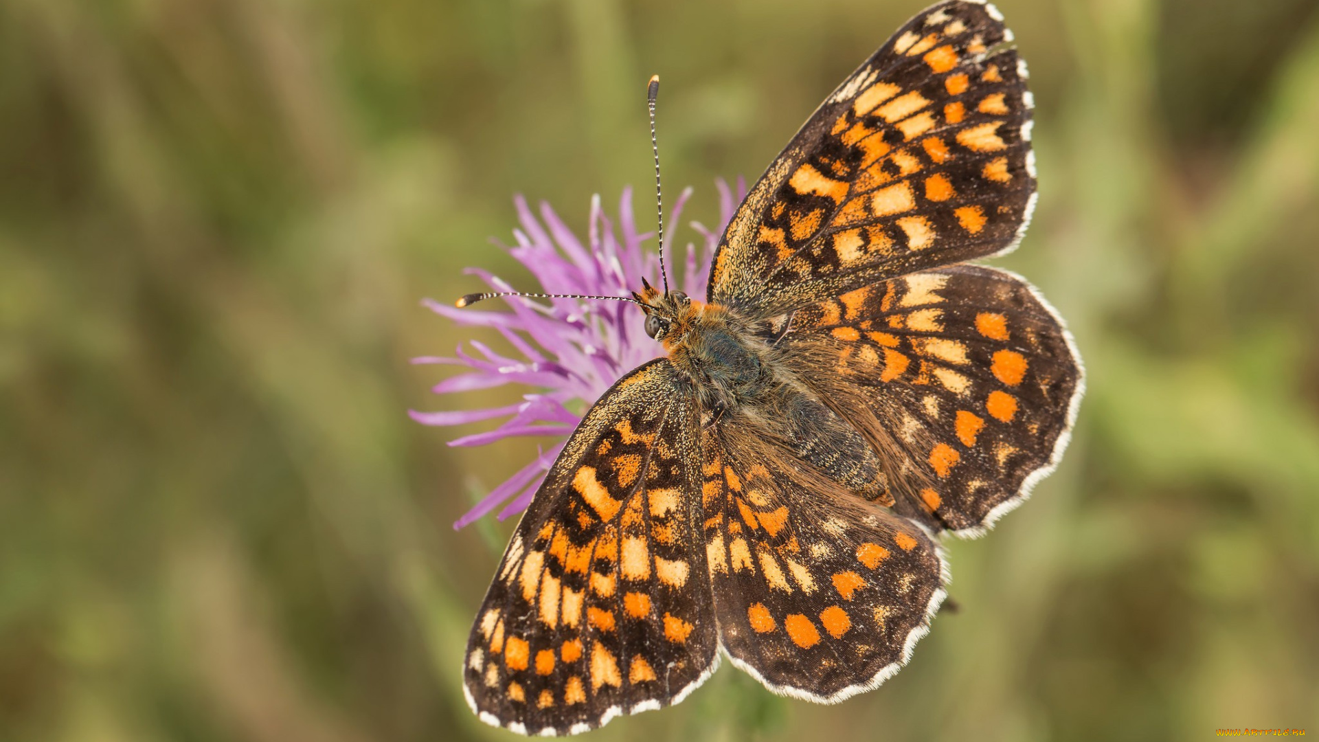 животные, бабочки, , мотыльки, , моли, боке, махаон, бабочка