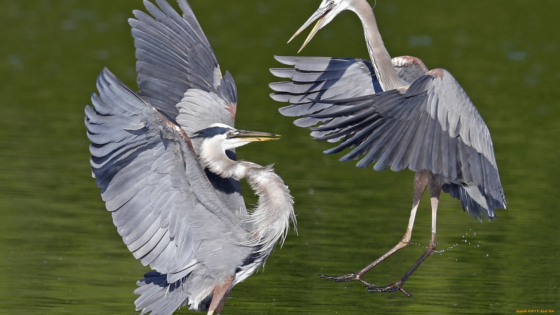 животные, цапли, , выпи