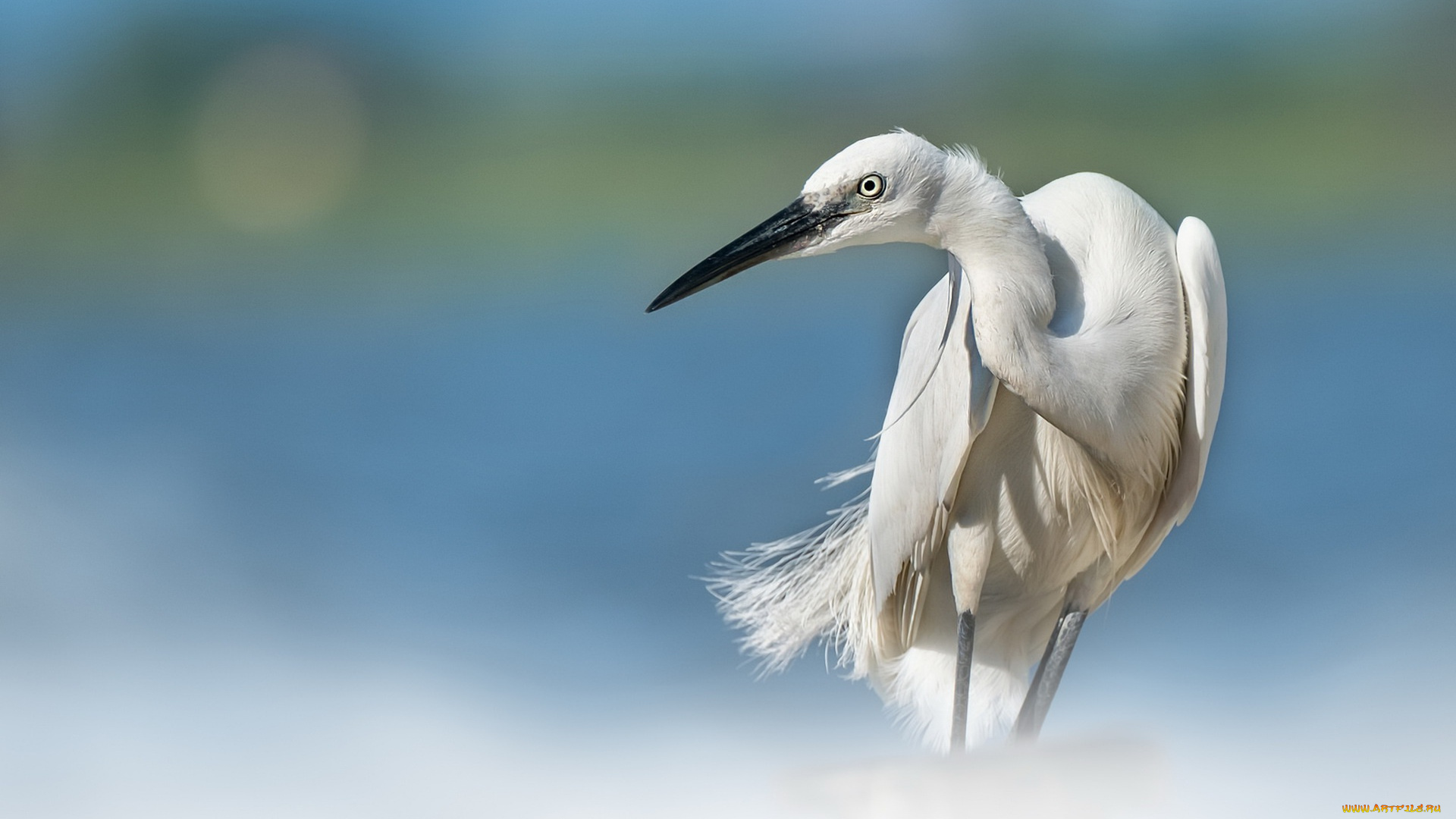 животные, цапли, , выпи, цапля