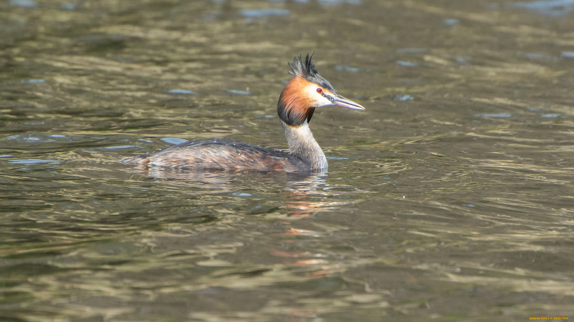 животные, Чомги, , поганки, вода, перья, птица, чомга
