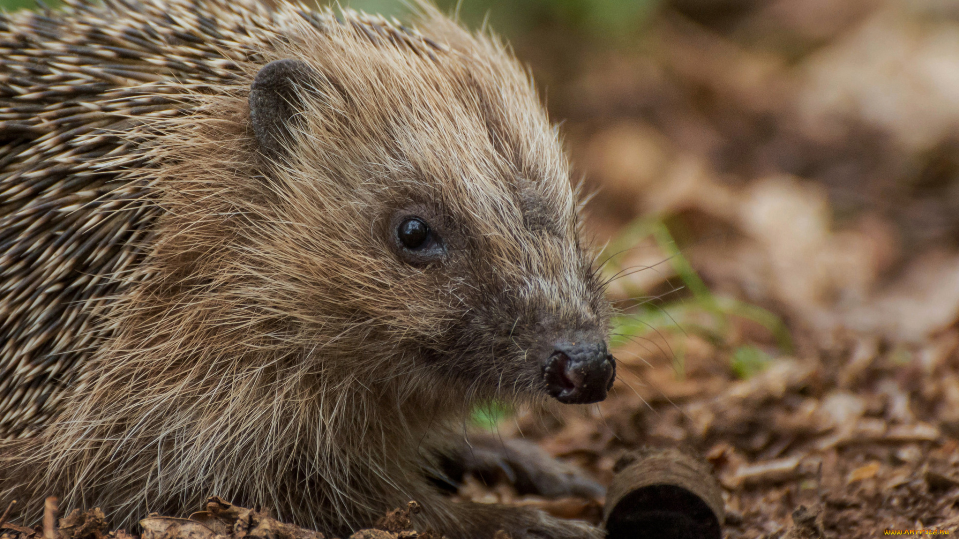 животные, ежи, носик, иголки, ежик