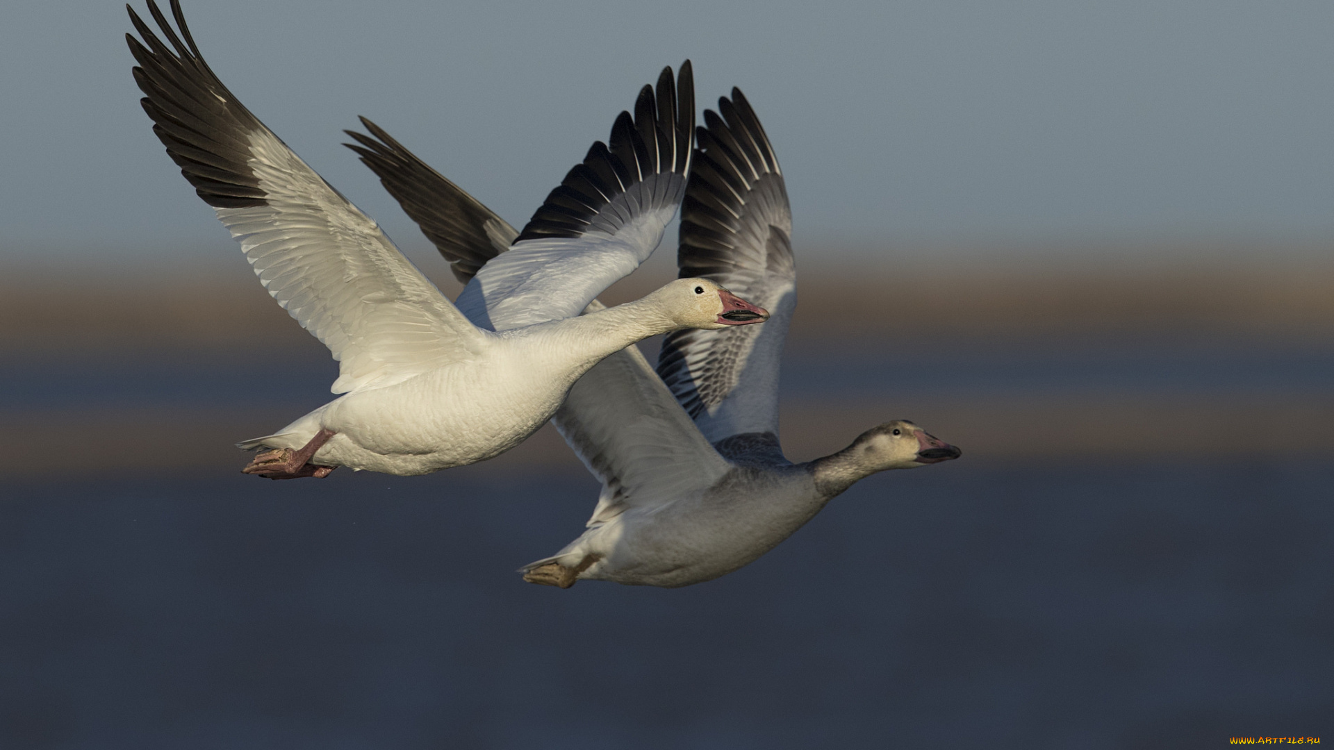 животные, гуси