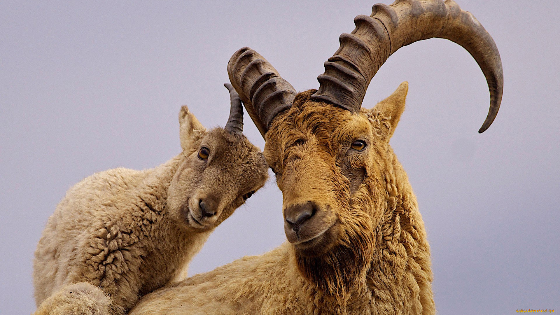 животные, козы, рога, кавказский, горный, козёл