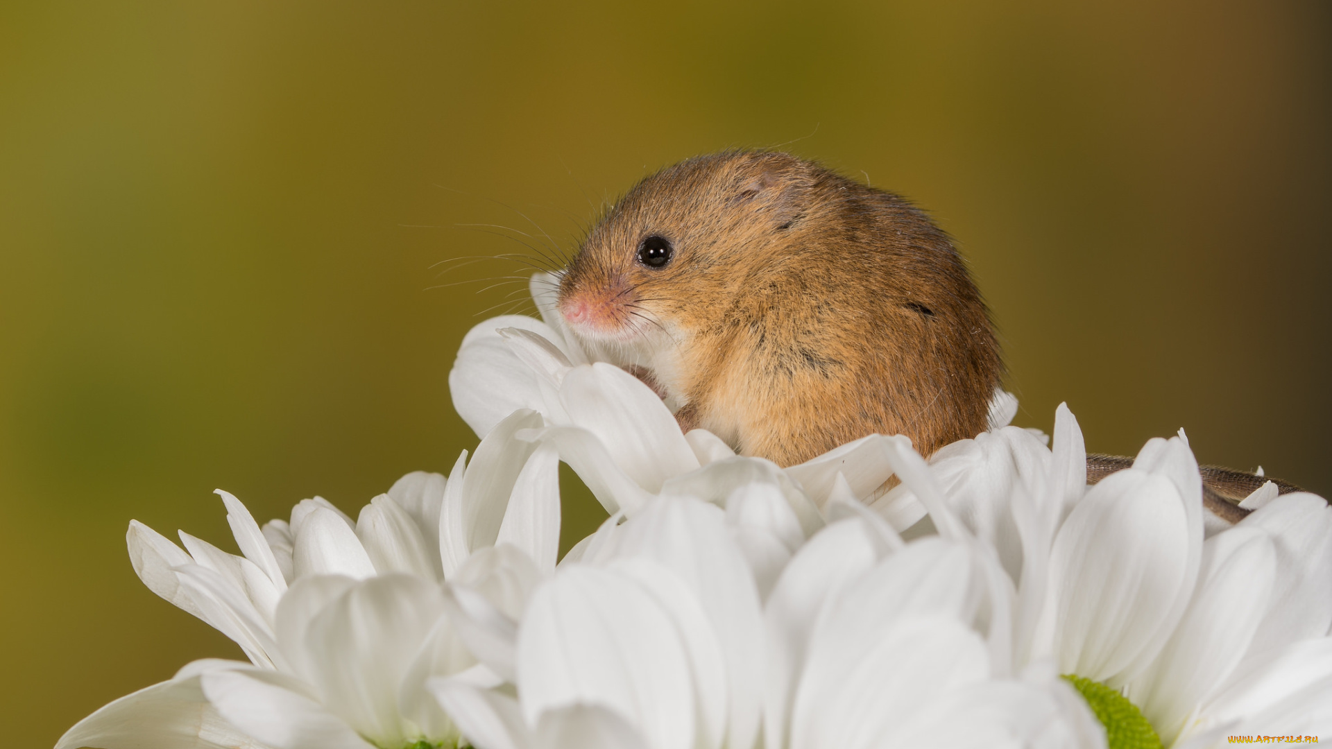 животные, крысы, , мыши, цветы, хвостик, мышь