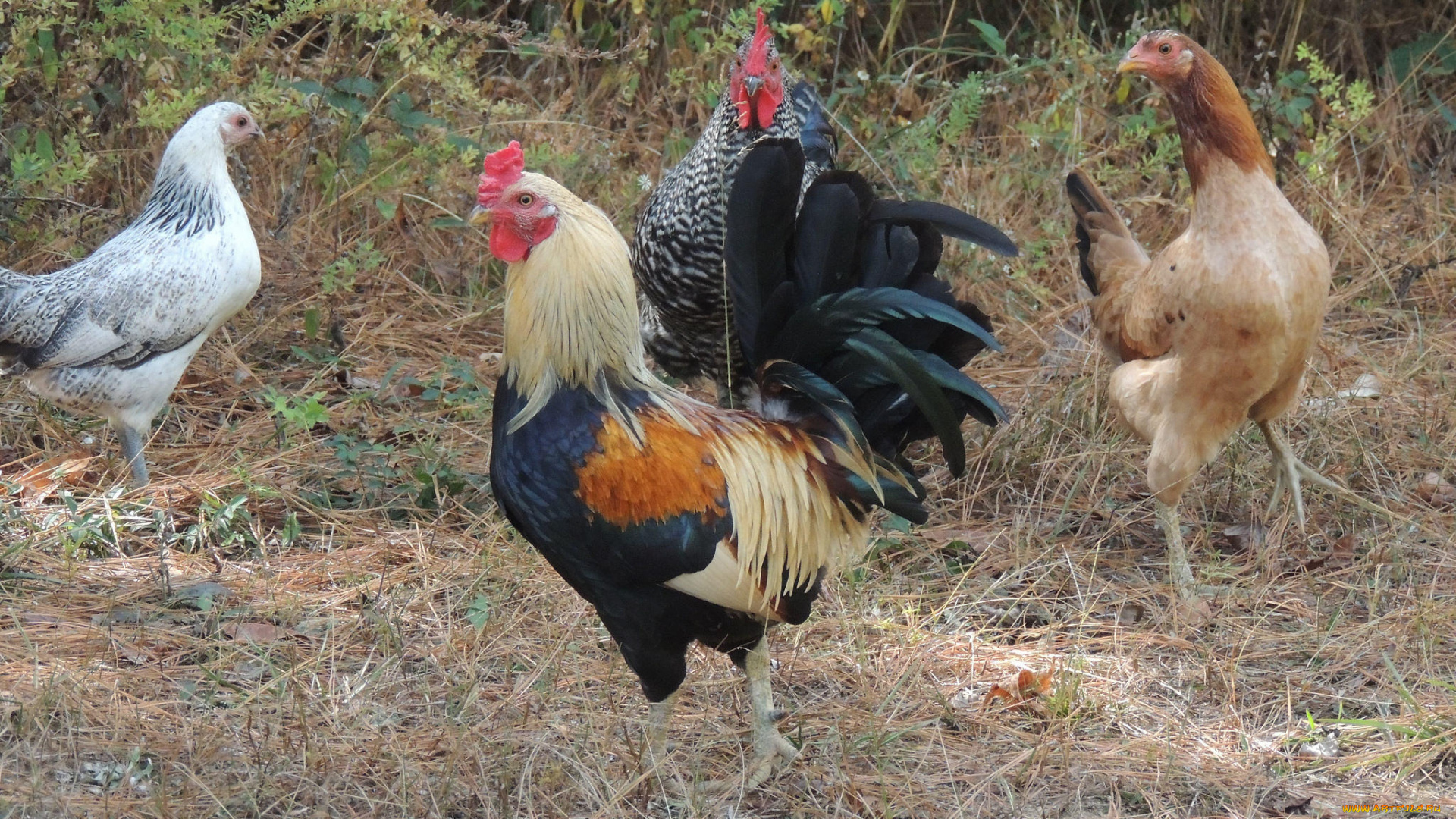 животные, куры, , петухи, курицы, петух