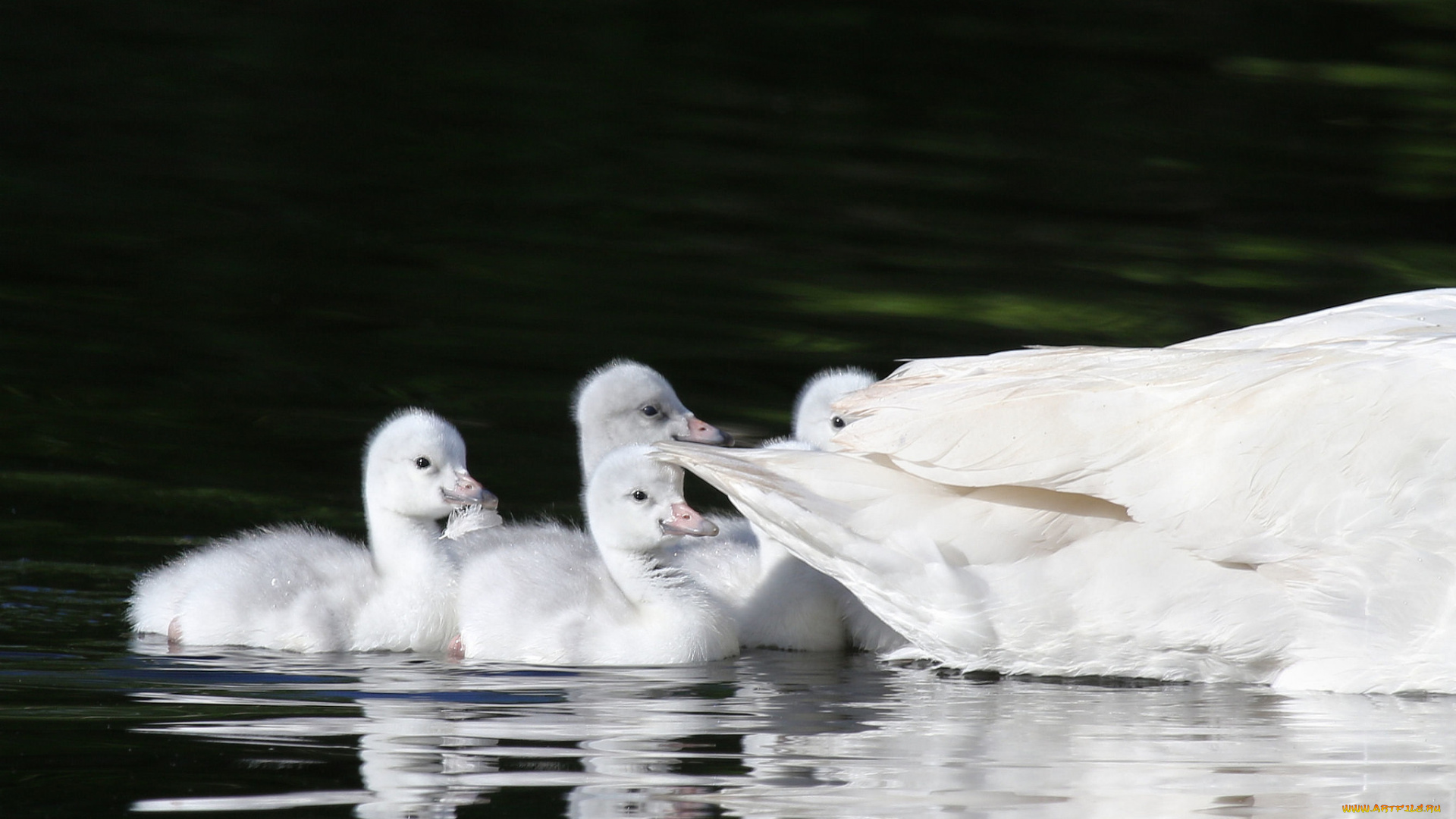 животные, лебеди, красота, вода, пара
