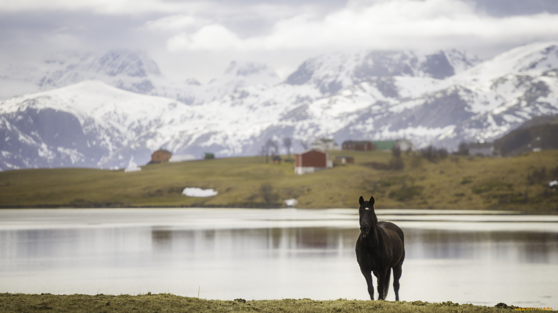животные, лошади, большая, грива, окрас, лошадь