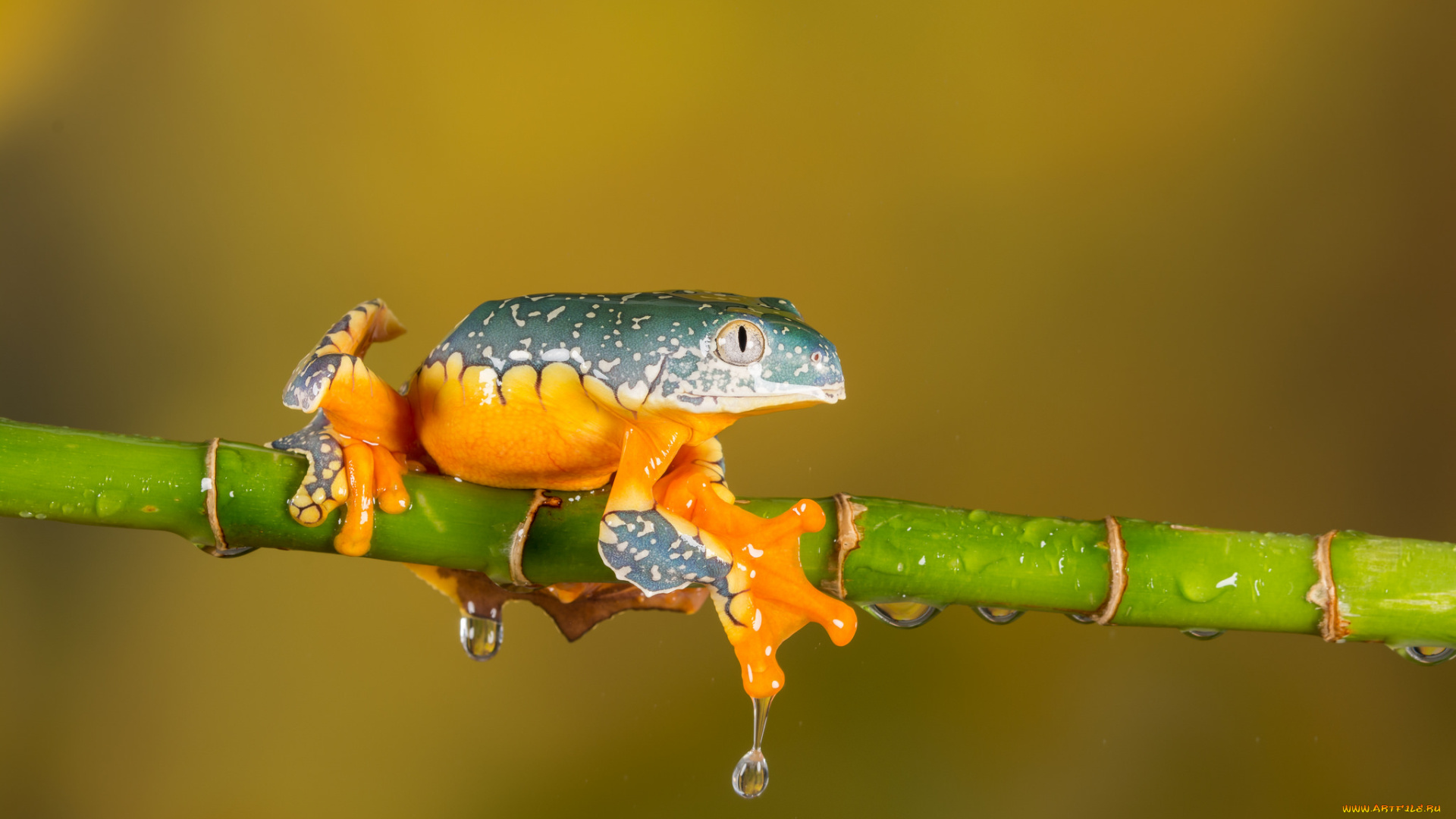 животные, лягушки, frog, цветок, лягушка, flower