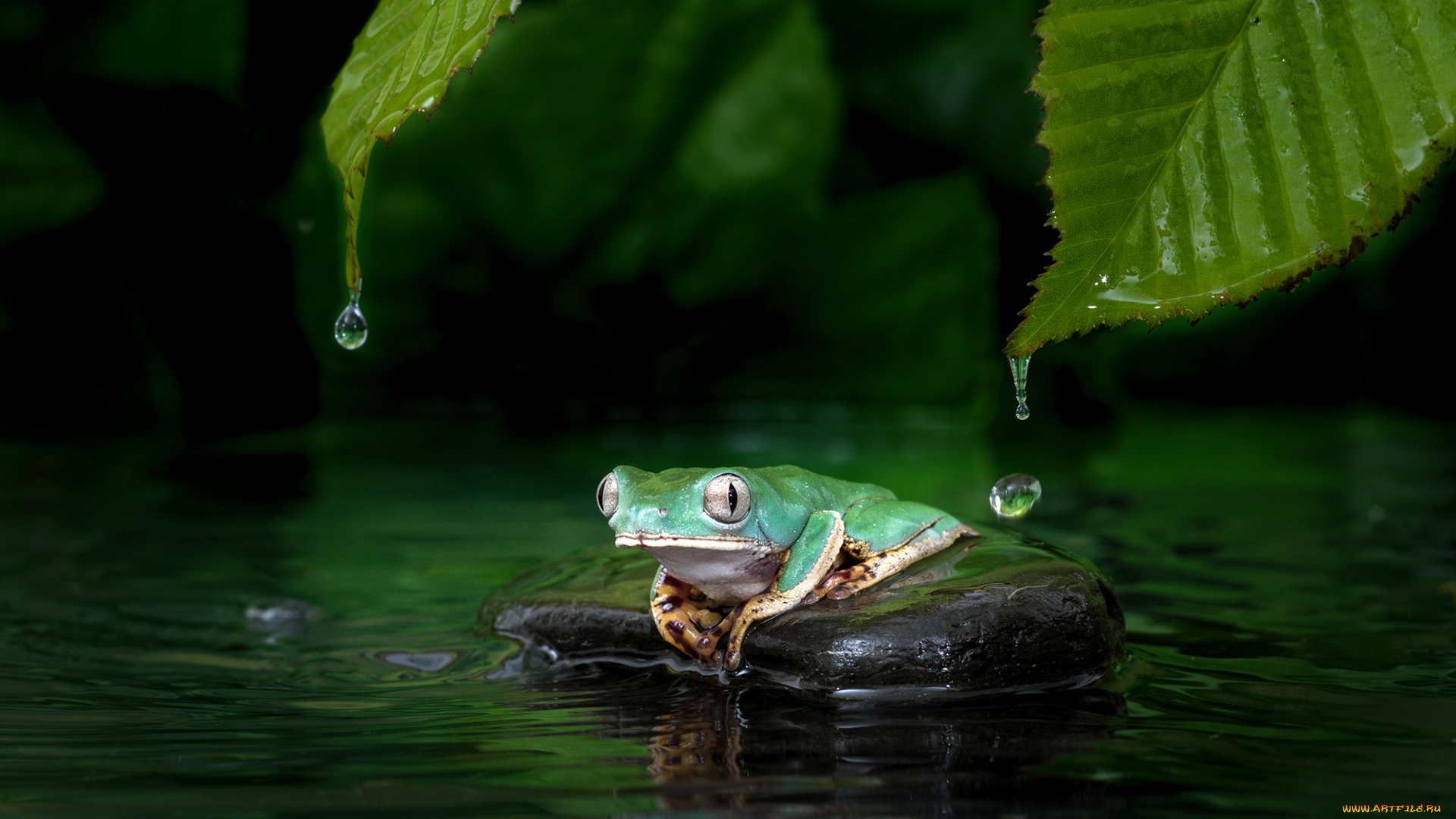 животные, лягушки, вода, окрас, лягушка