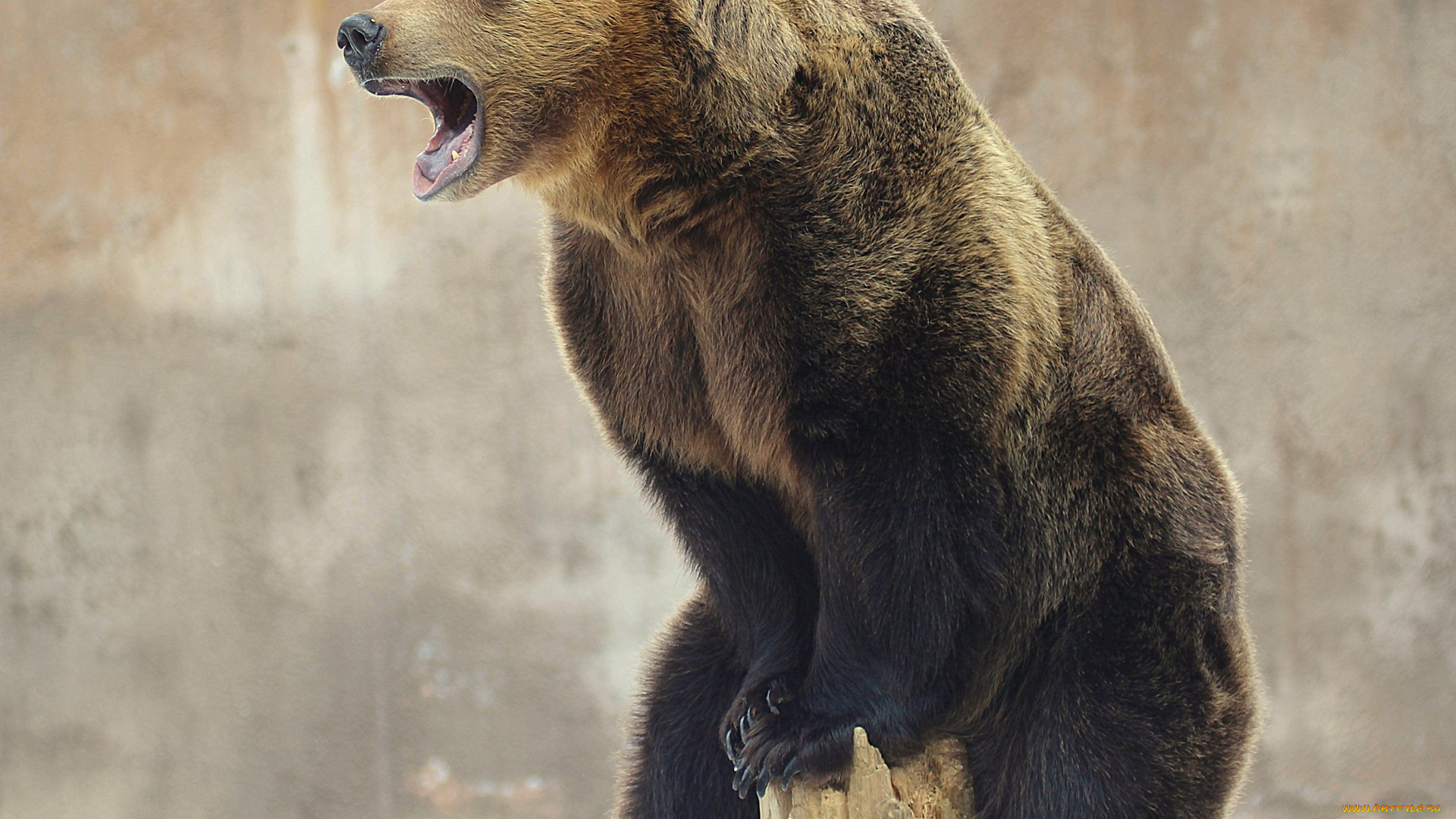 животные, медведи, бурый, медведь