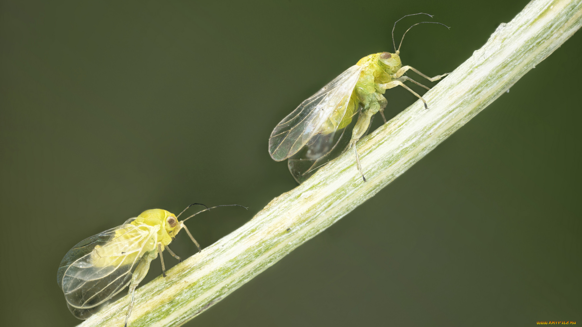 животные, насекомые, макро