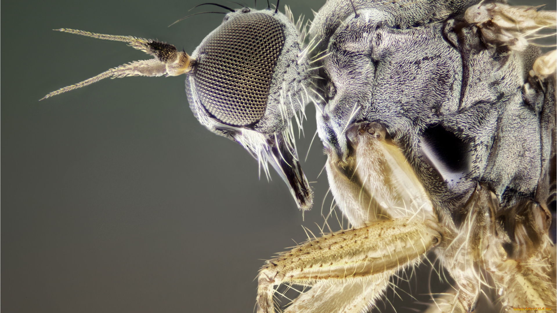 животные, насекомые, макро