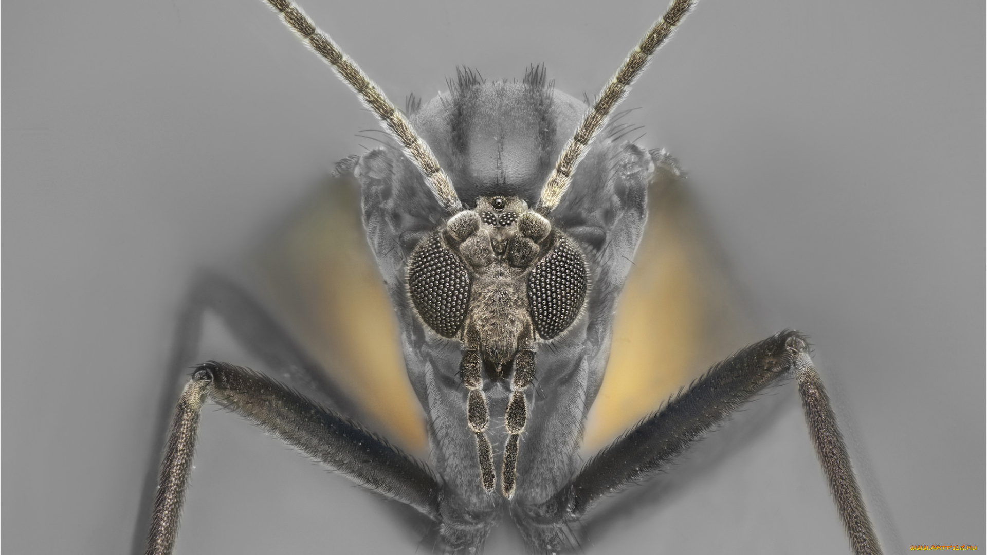 животные, насекомые, макро