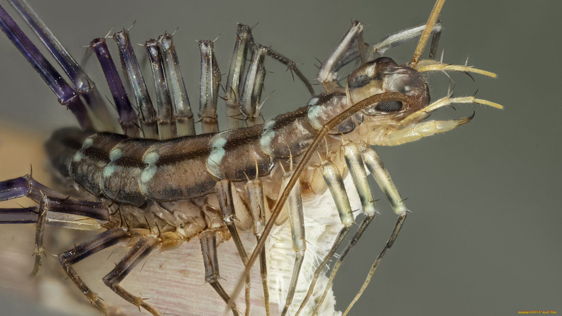 животные, насекомые, насекомое, макро