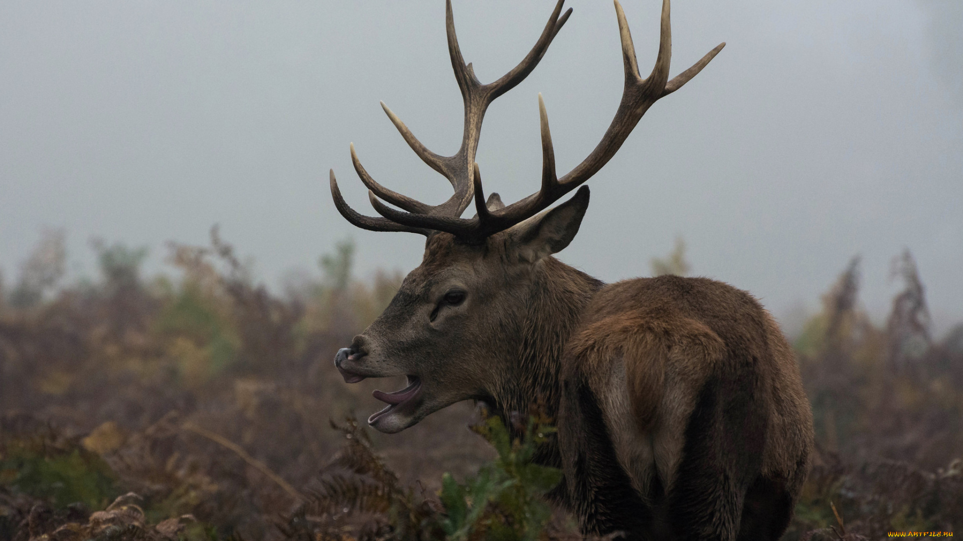 животные, олени, большой, рога, олень