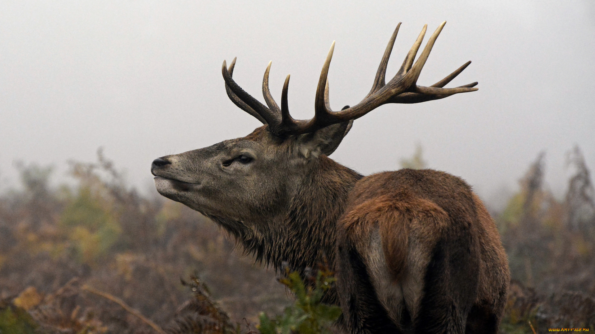 животные, олени, большой, рога, шерсть, окрас, олень