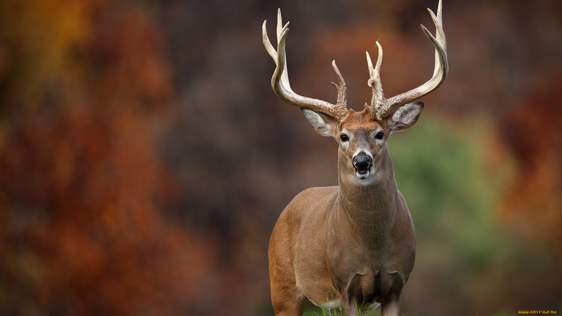 животные, олени, олень, рога, больной, шкура