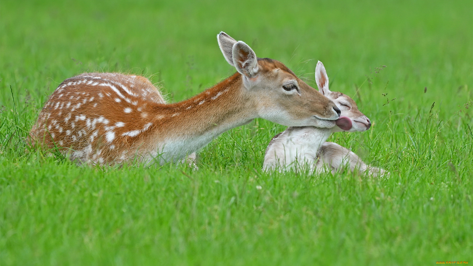 животные, олени, природа, лето