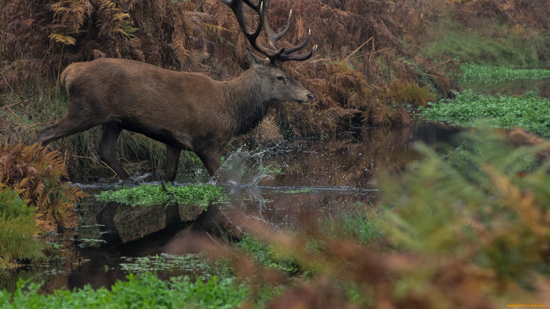 животные, олени, рога, олень, большой