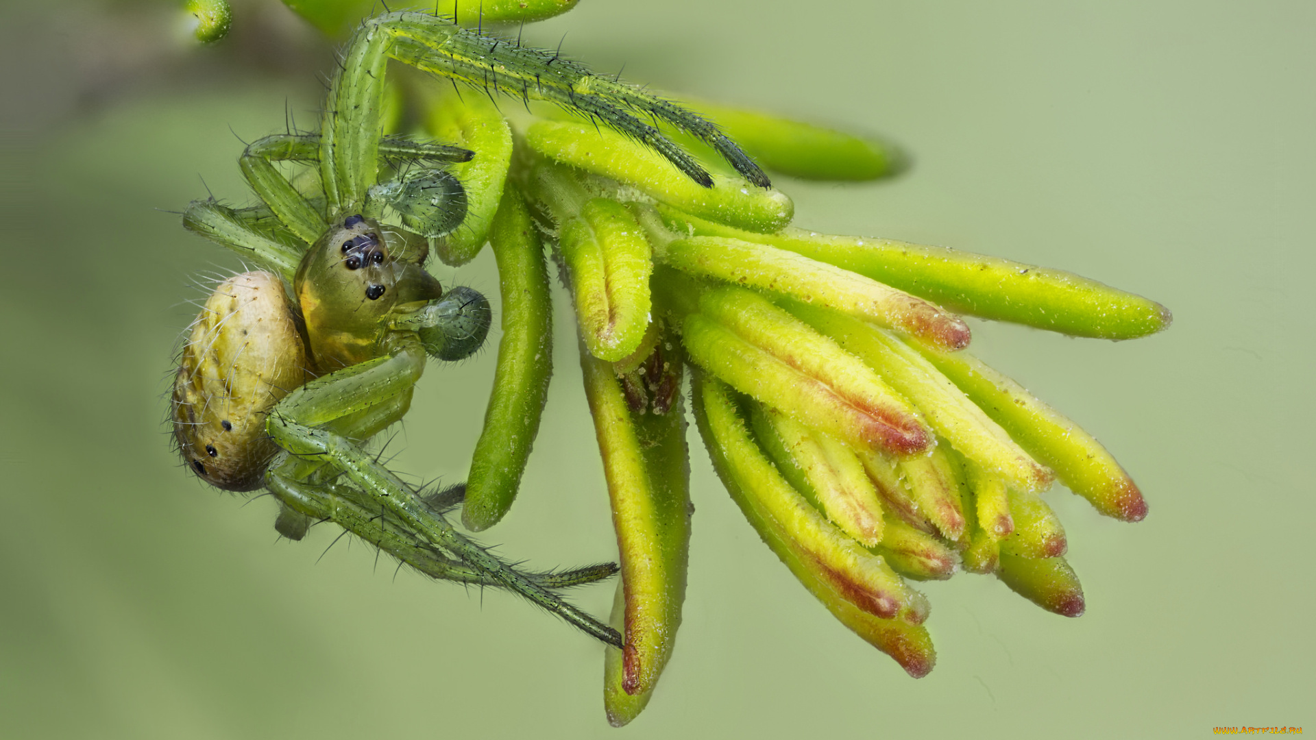 животные, пауки, макро