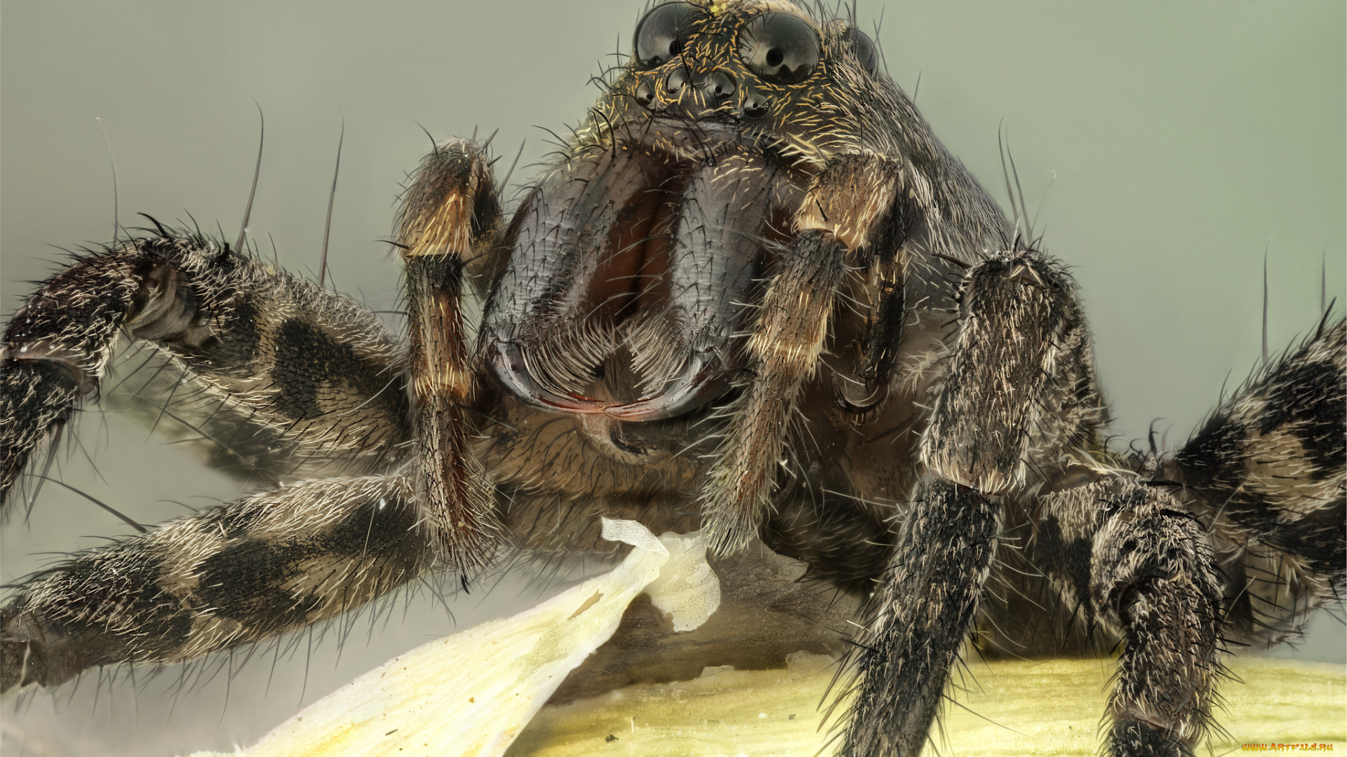 животные, пауки, паук