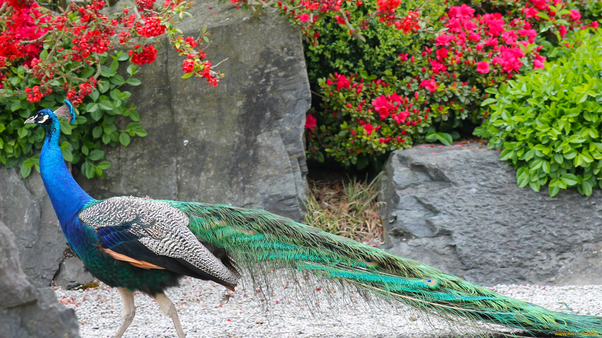 животные, павлины, окрас, птица, перья, павлин