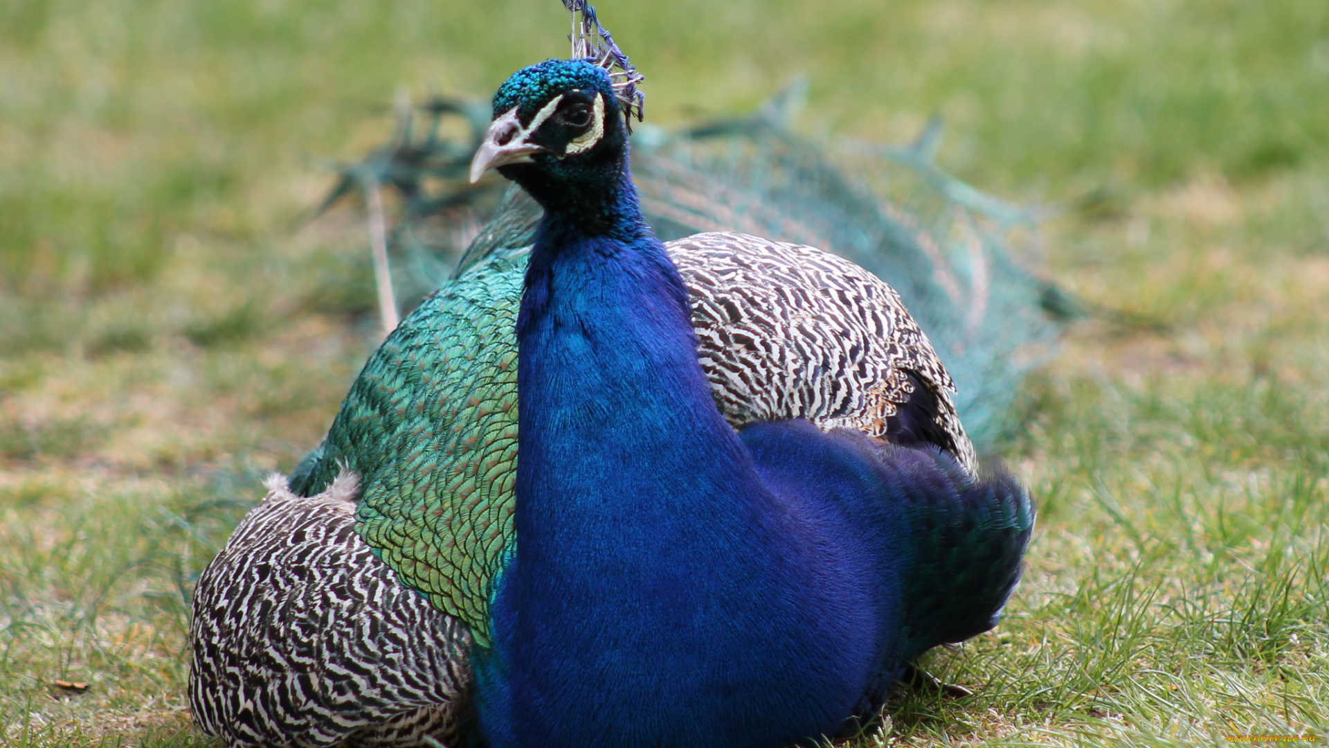 животные, павлины, перышки, цвета, окрас, павлин