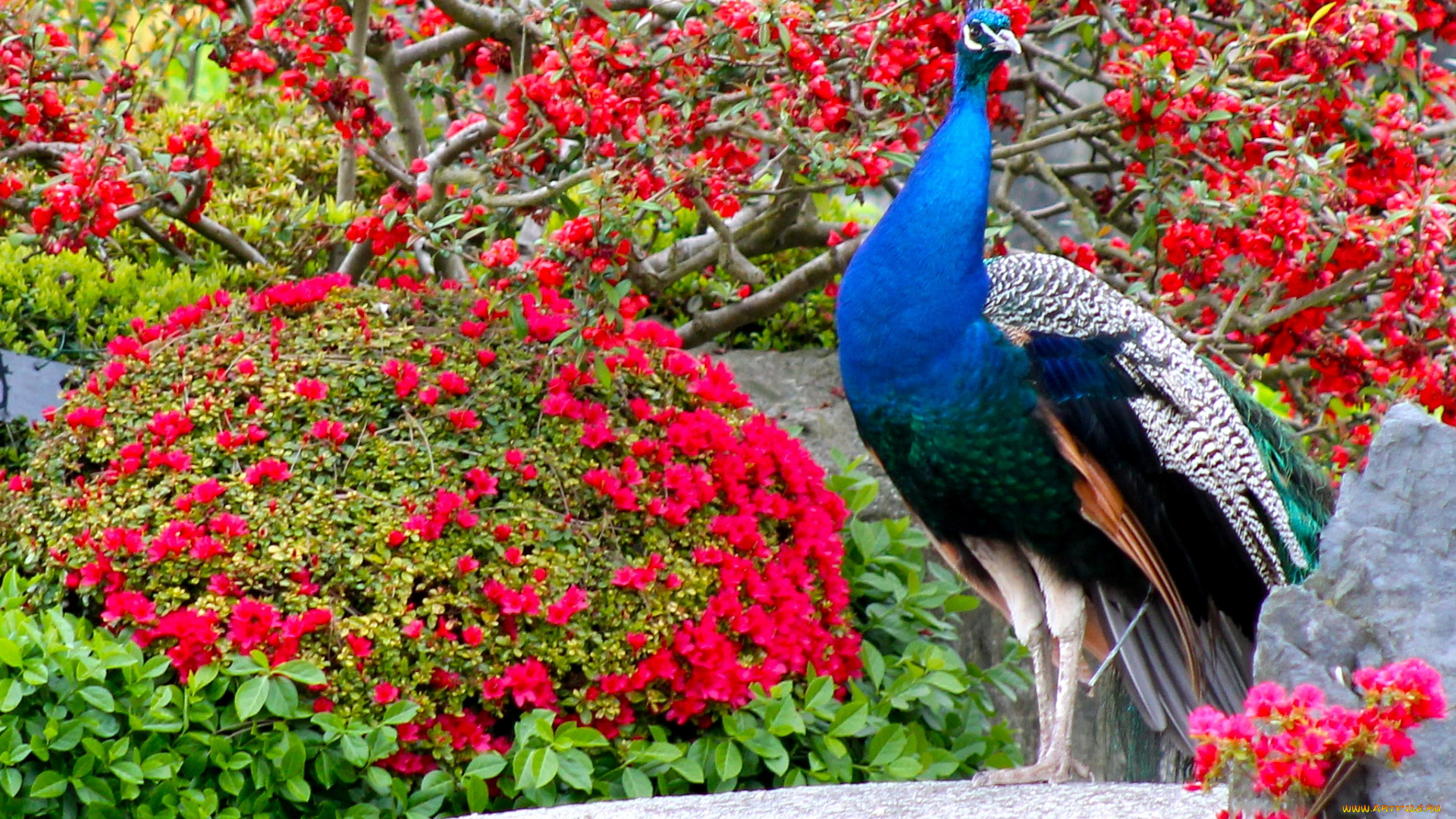 животные, павлины, птица, окрас, цвет, перья, павлин