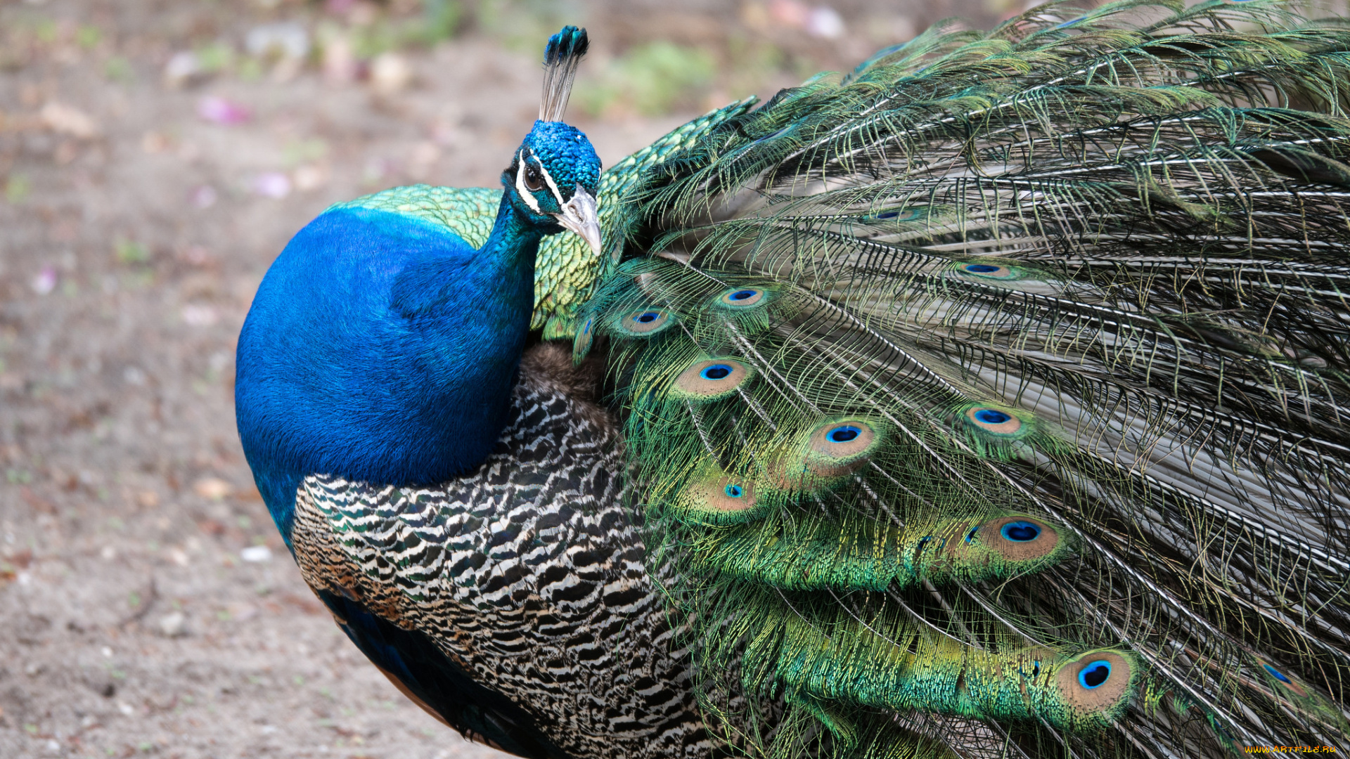 животные, павлины, птица, окрас, перья, павлин