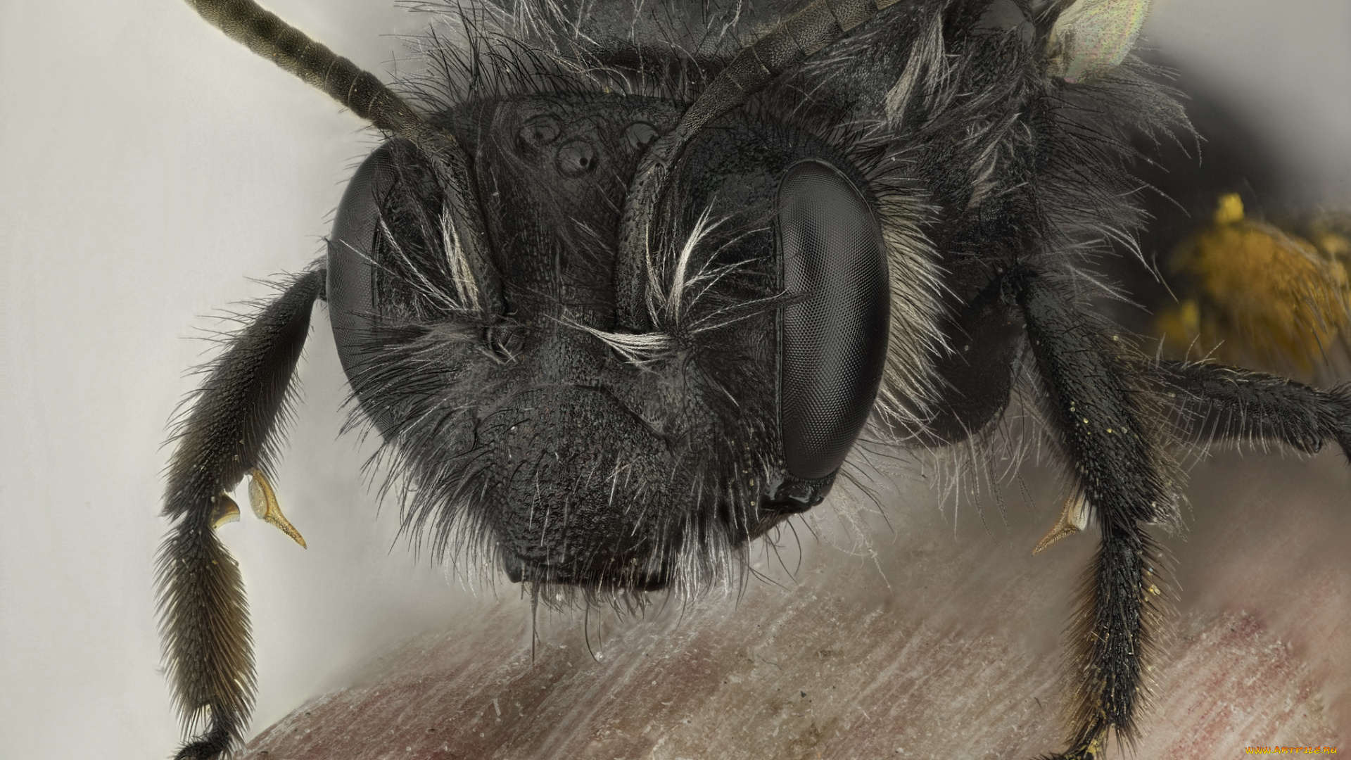 животные, пчелы, , осы, , шмели, макро