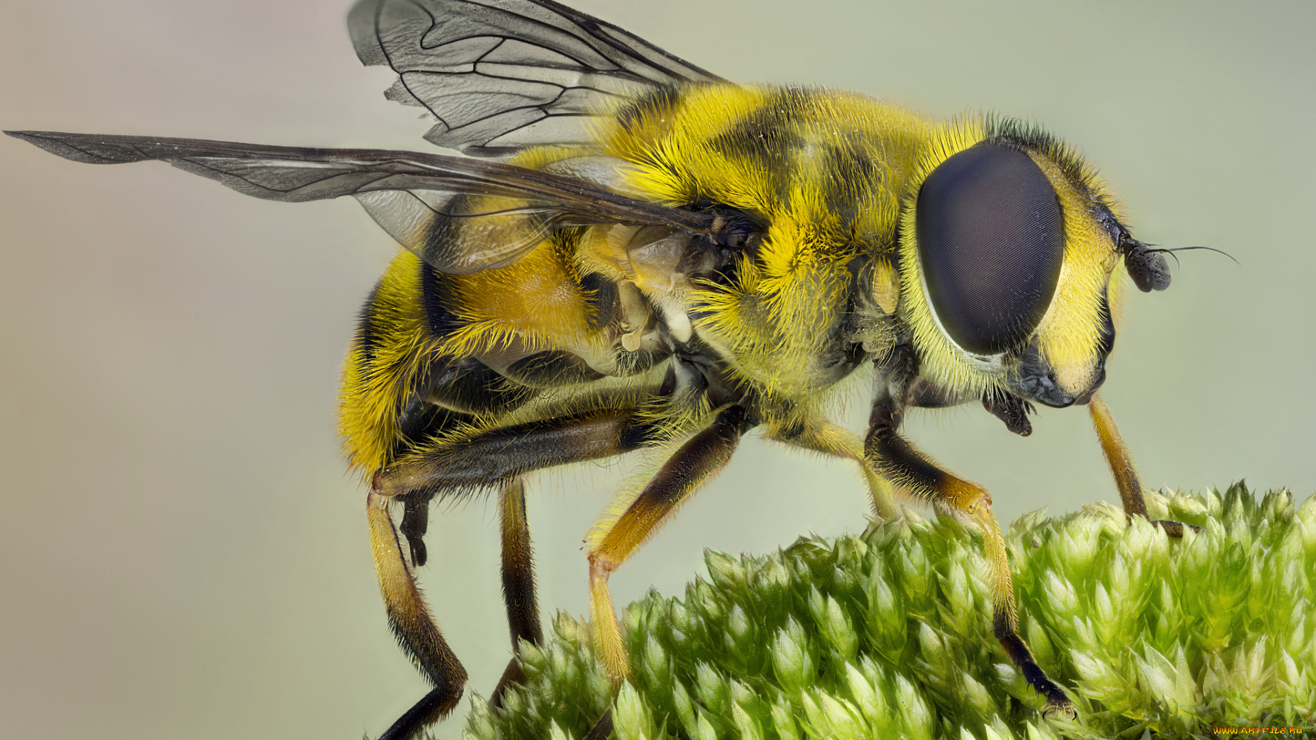 животные, пчелы, , осы, , шмели, макро