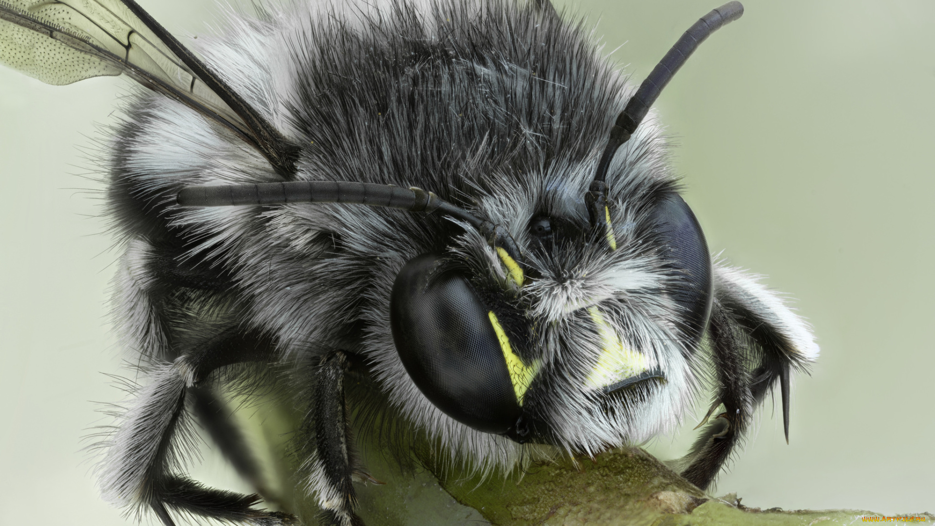 животные, пчелы, , осы, , шмели, пчела