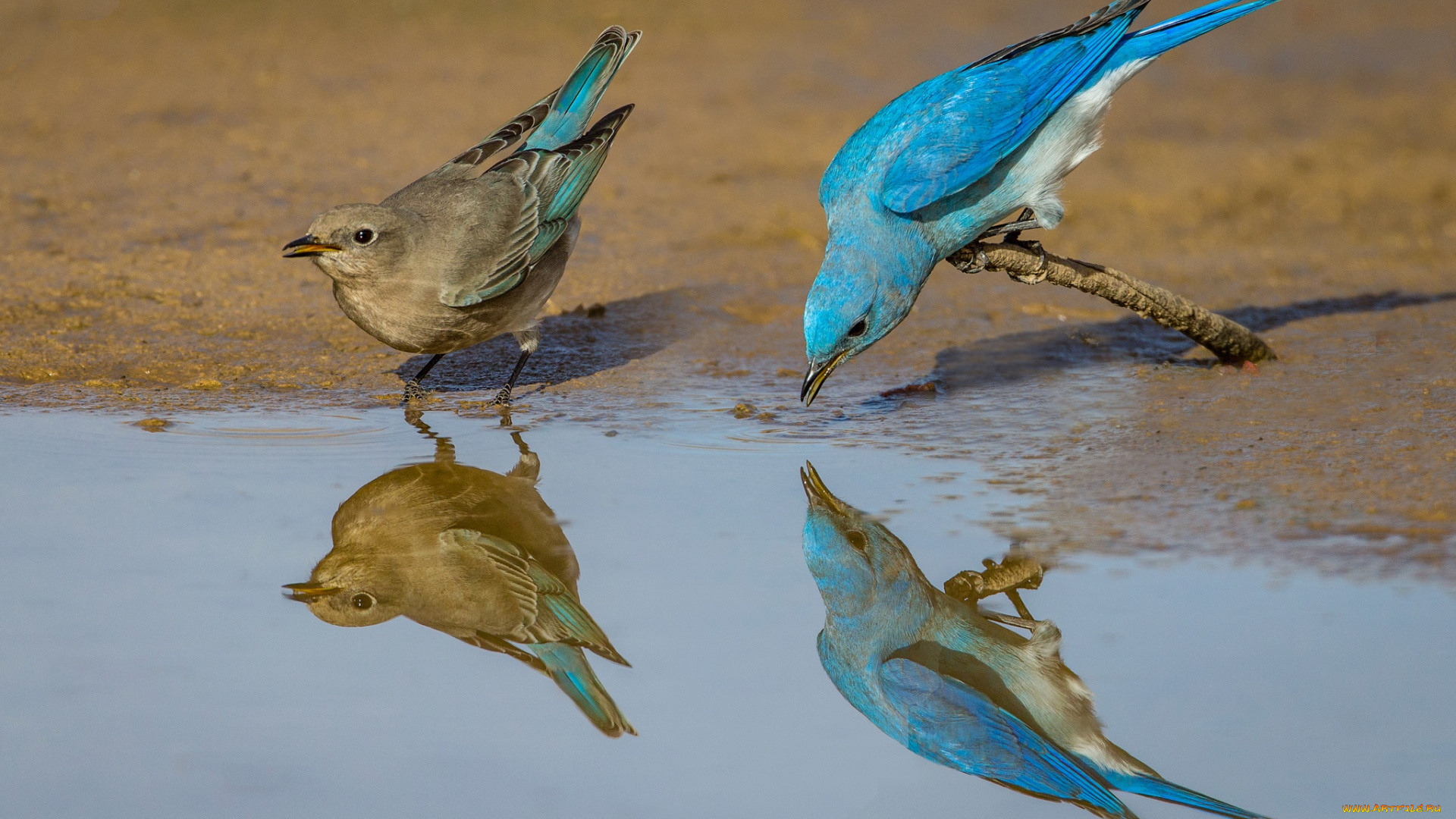 животные, птицы, голубая, сиалия, птица, отражение, перья, пара
